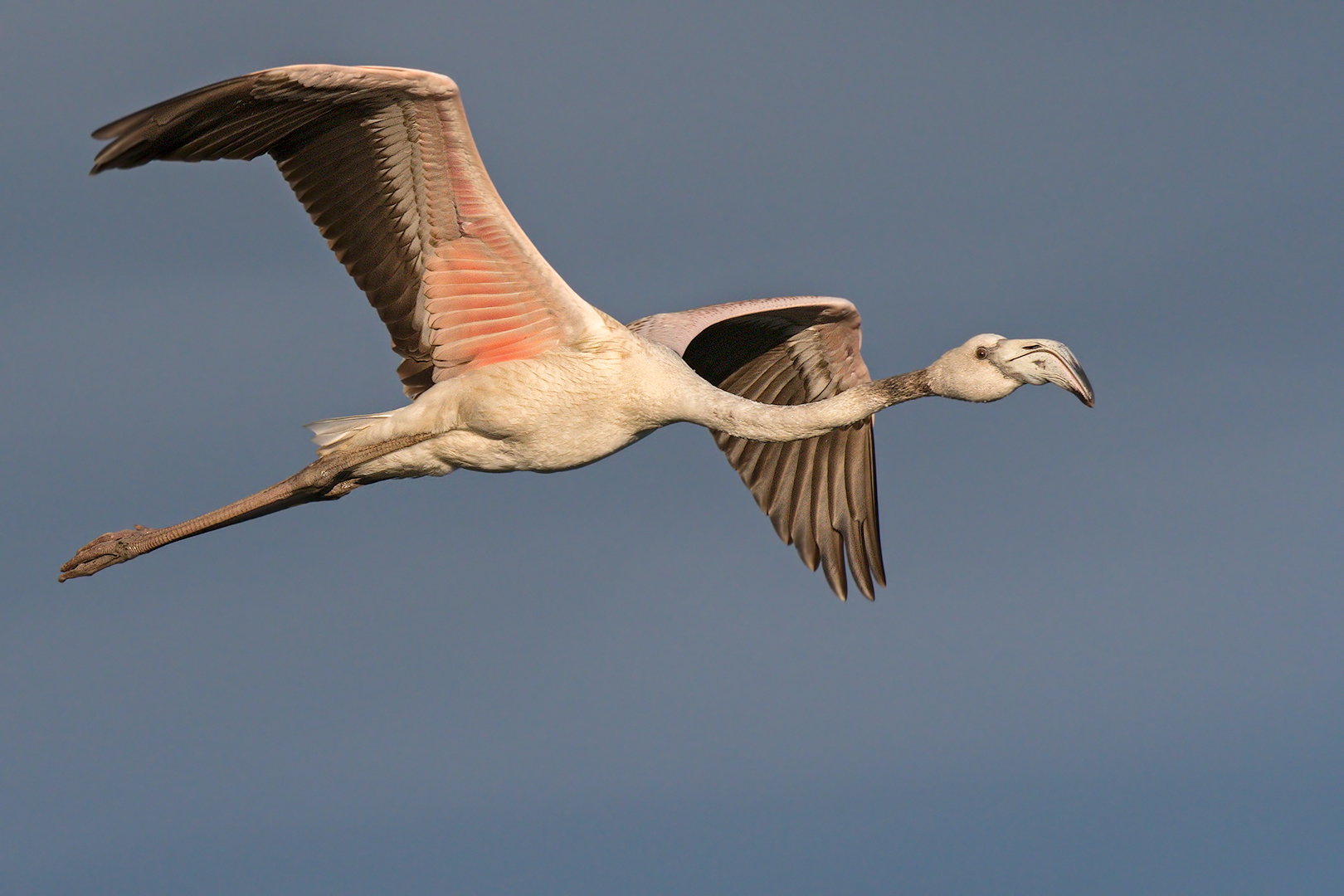 Young Flamingo in flight...