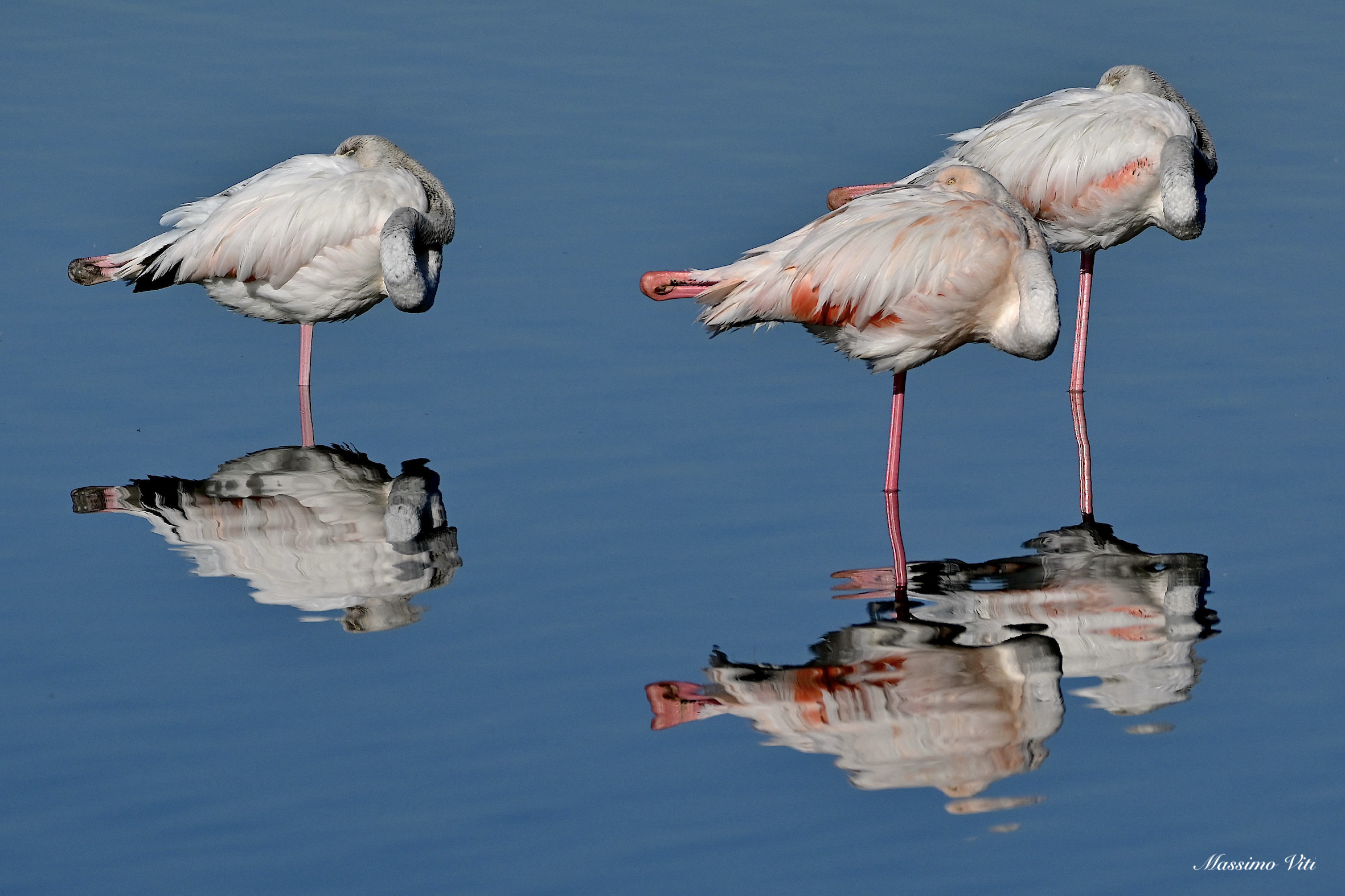 the rest of pink flamingos ...