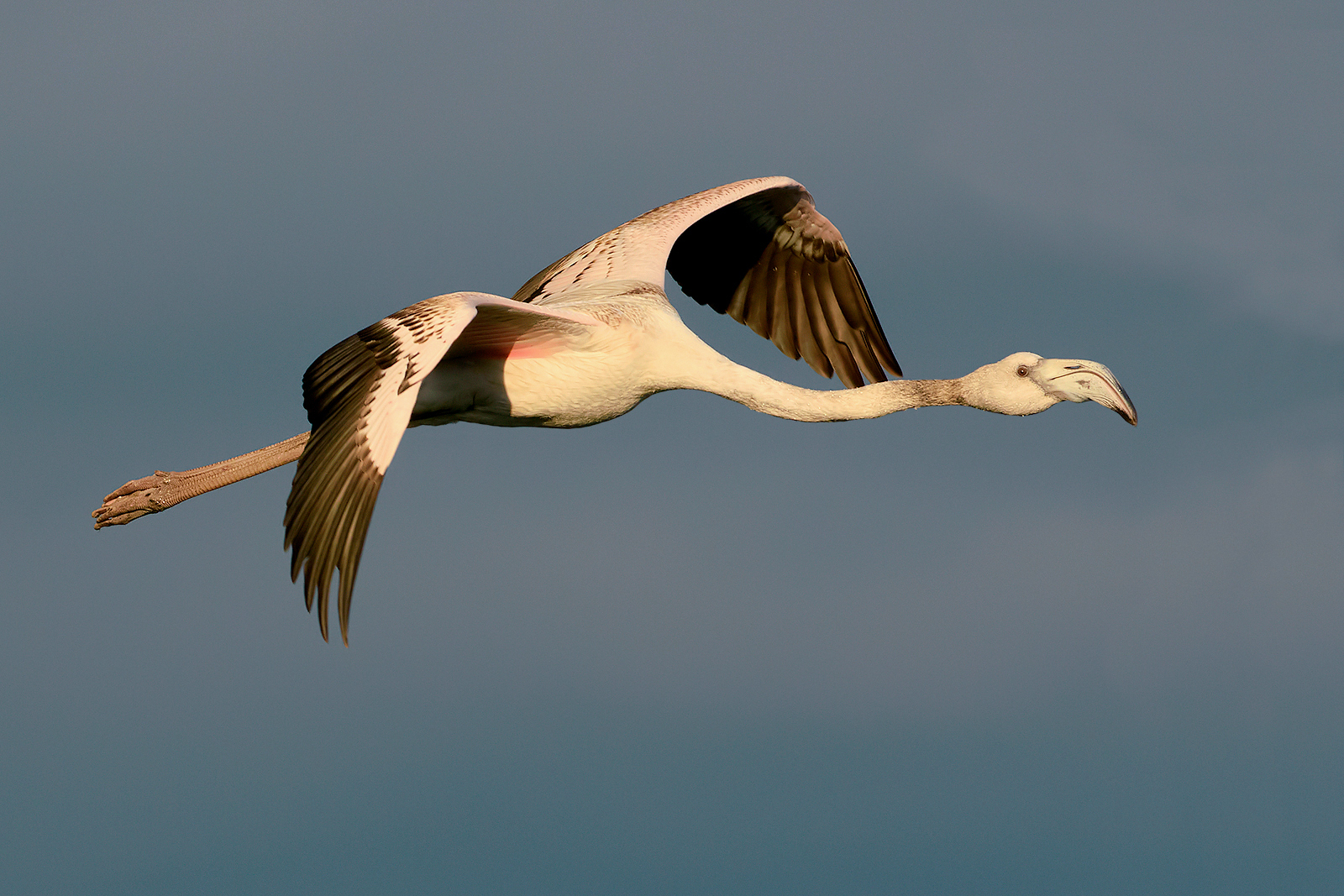 "young" at dawn. (Phoenicopterus roseus)...