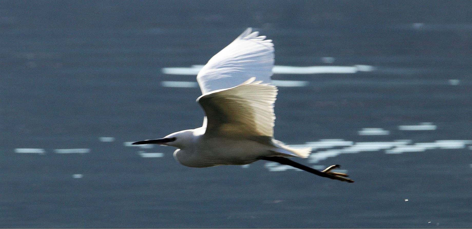egret 12-02-2022...