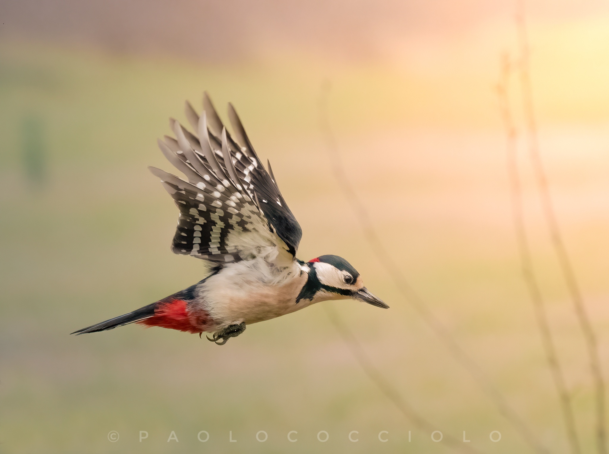 Major red woodpecker in flight...