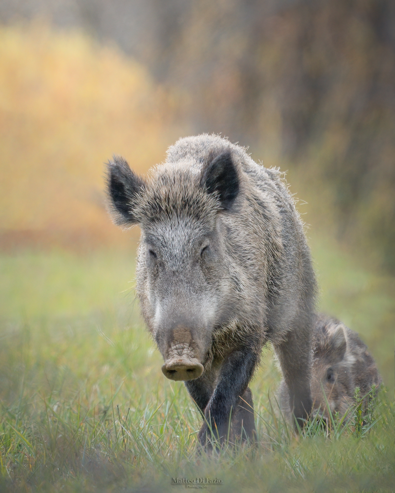 Mother of Wild Boar with puppy...