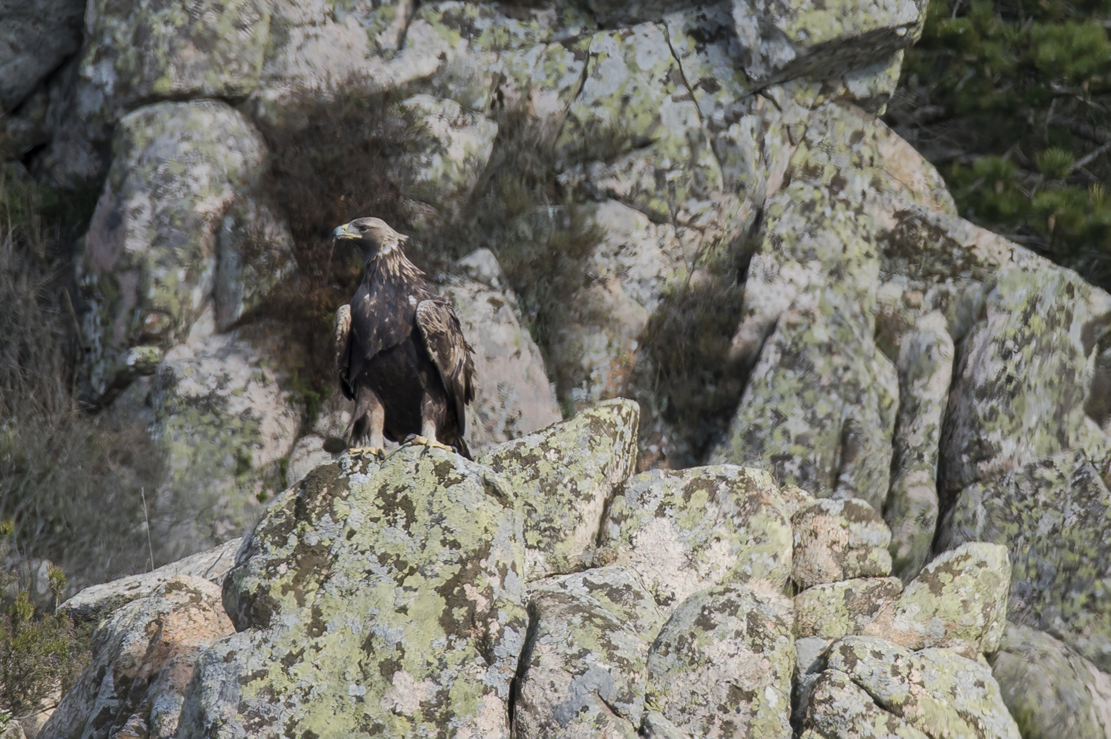 Golden Eagle in Monte Lerno...