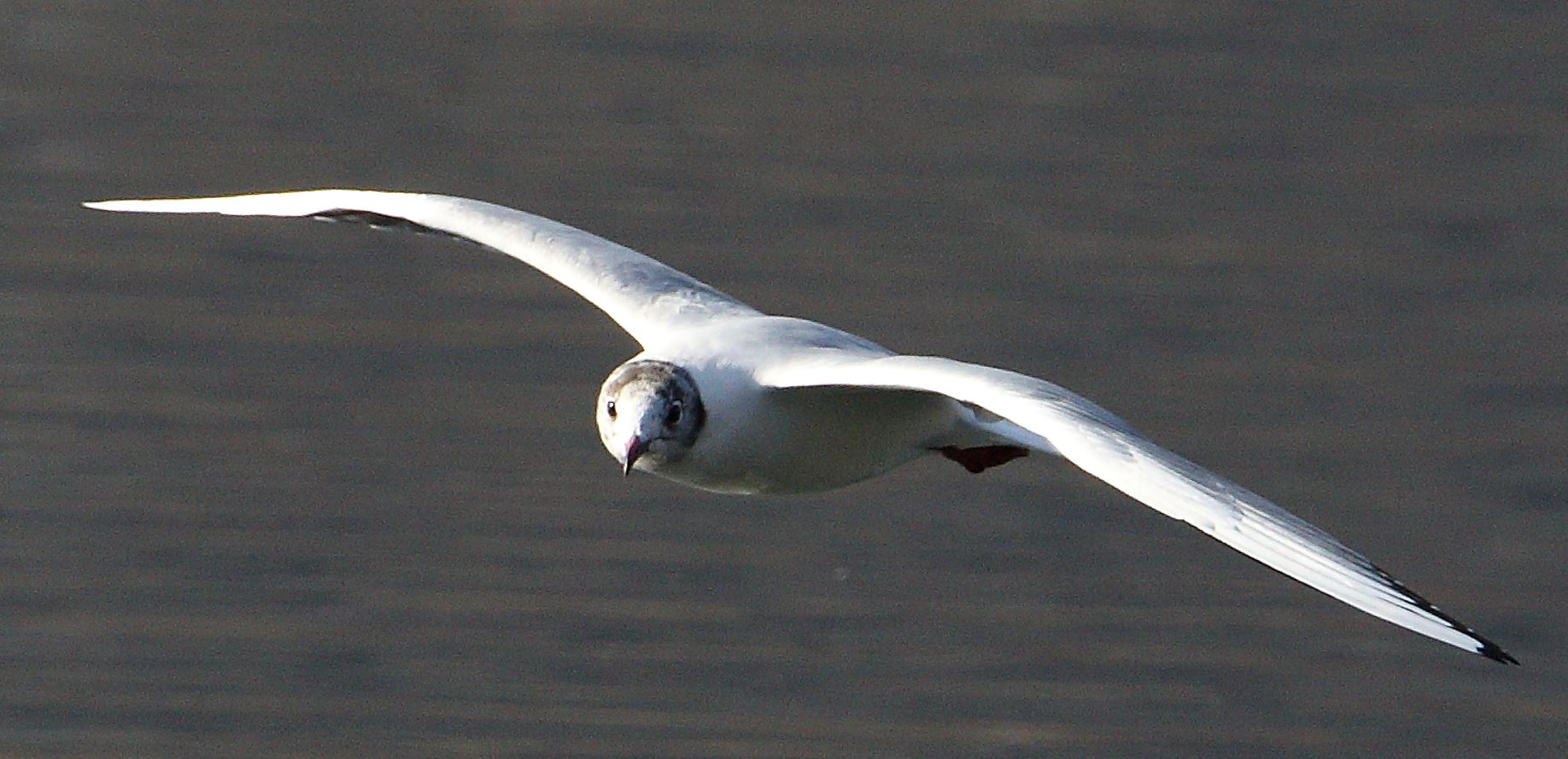 terrestrial gull 13-02-2022...