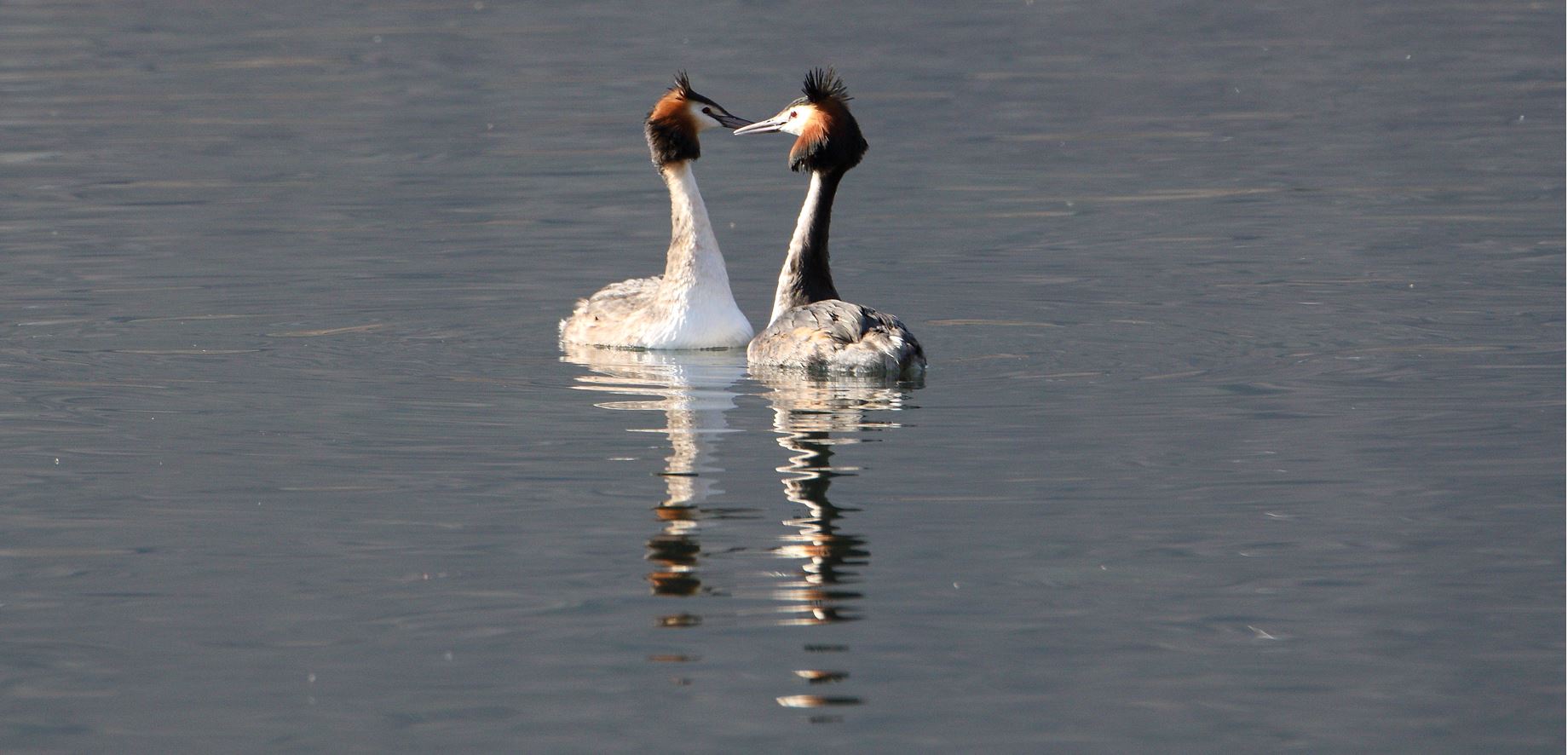 great grebe 13-02-2022...