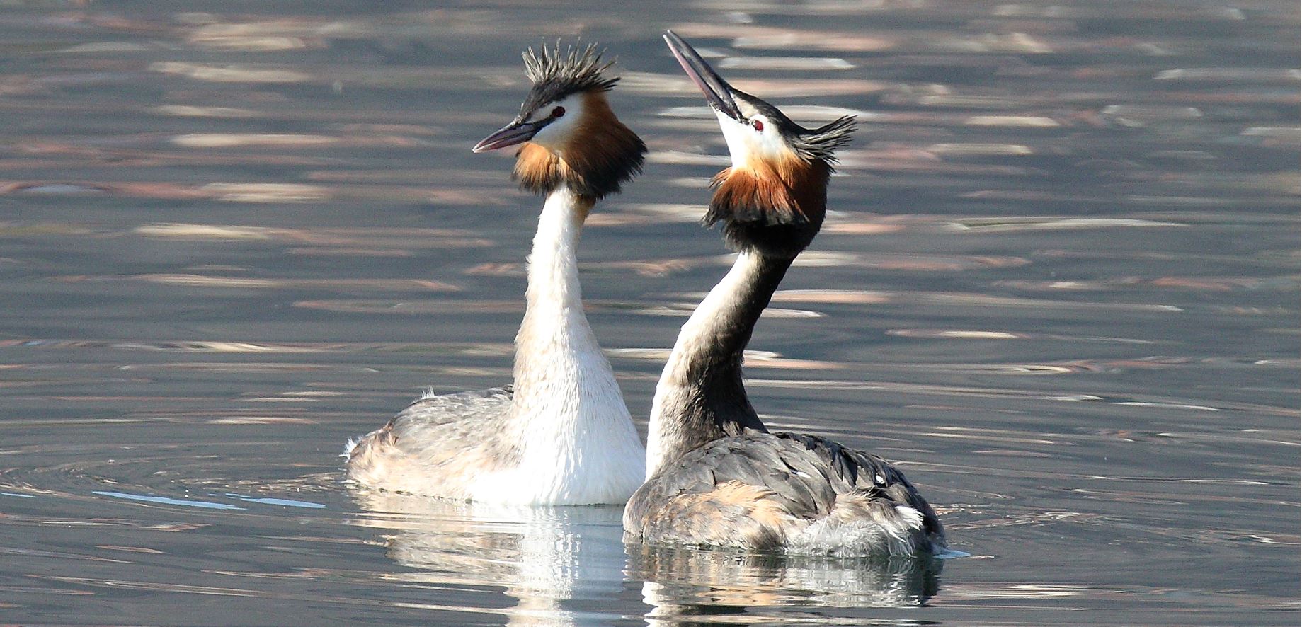 great grebes 13-02-2022...