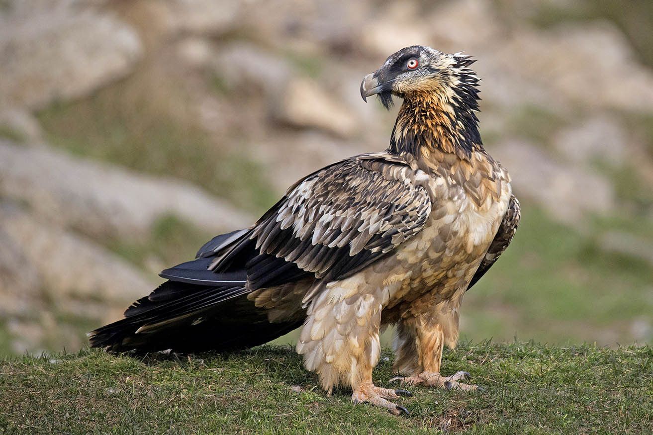 Immature bearded vulture...