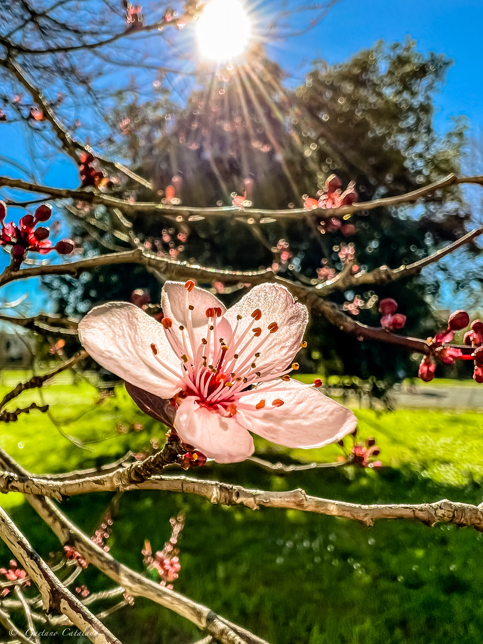 First cherry blossom...