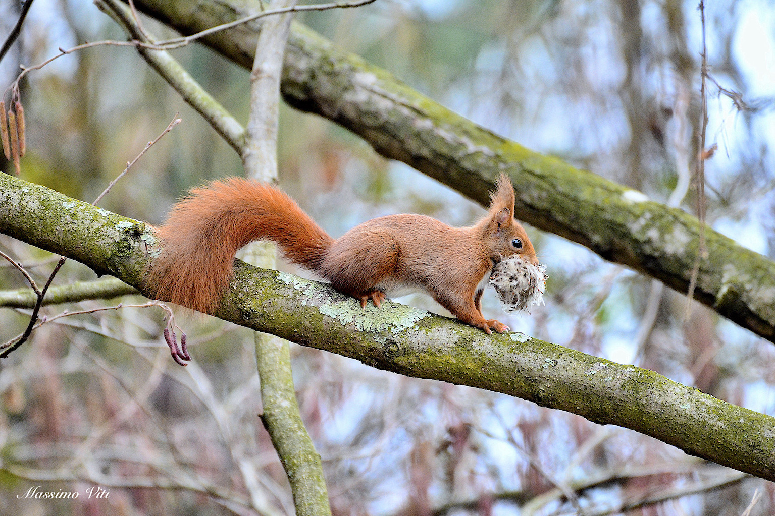 Red squirrel ( Sciurus vulgaris ) ...