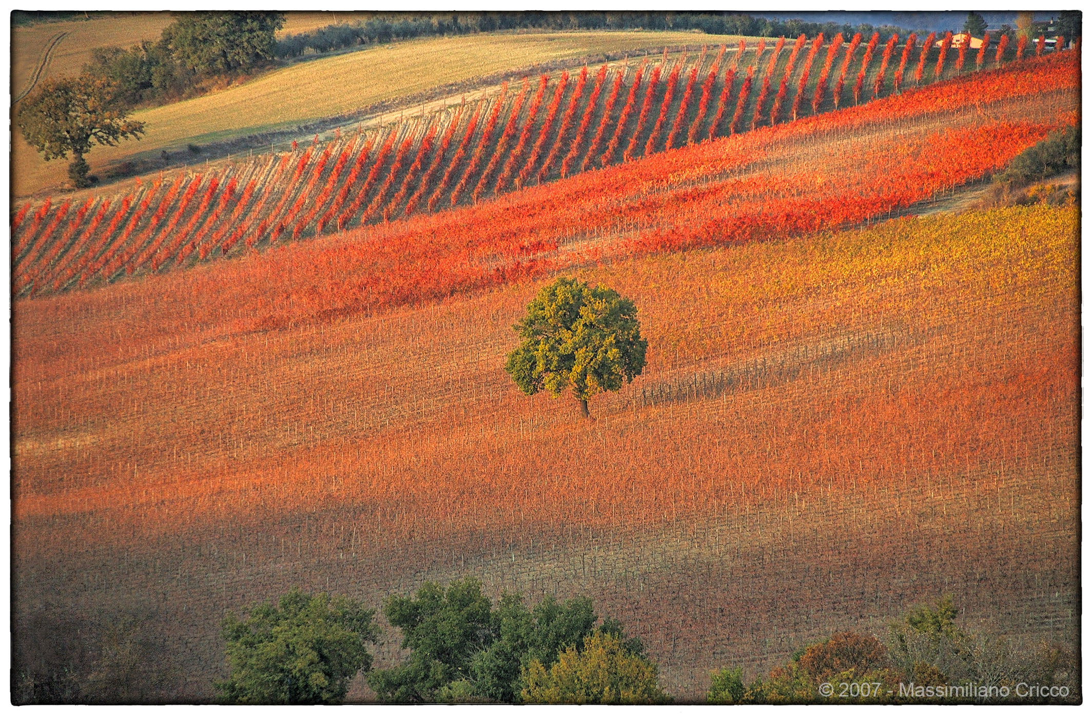 The Vineyards of Purgatory - Montefalco...