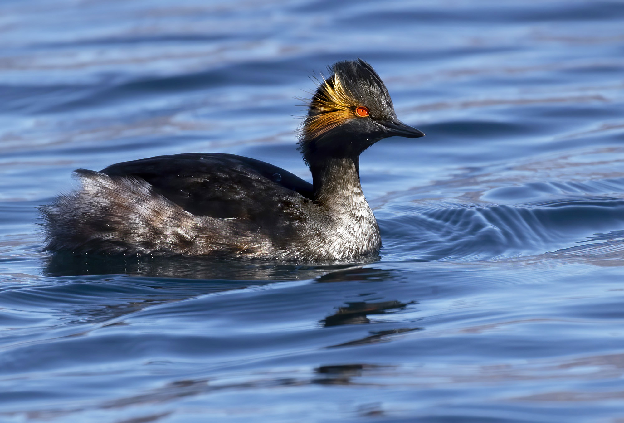 small grebe in nuptial livery...