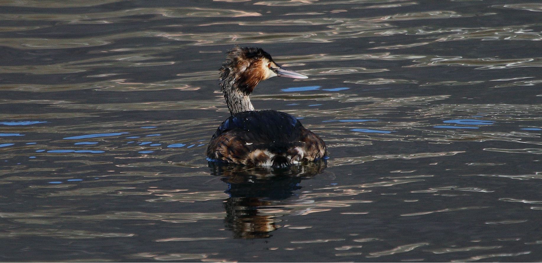 grebe 17-02-2022...