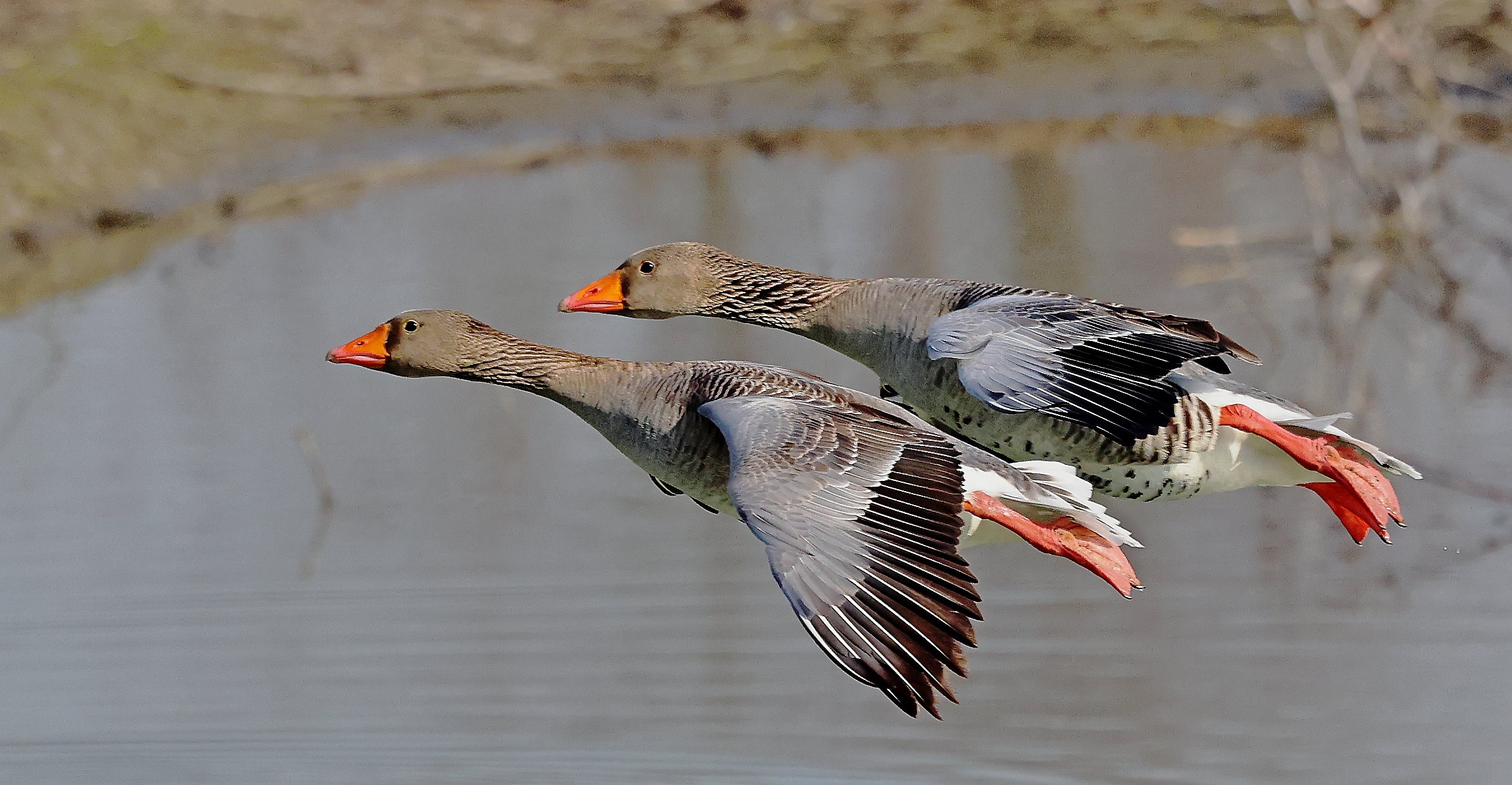 Geese in synchronized flight....