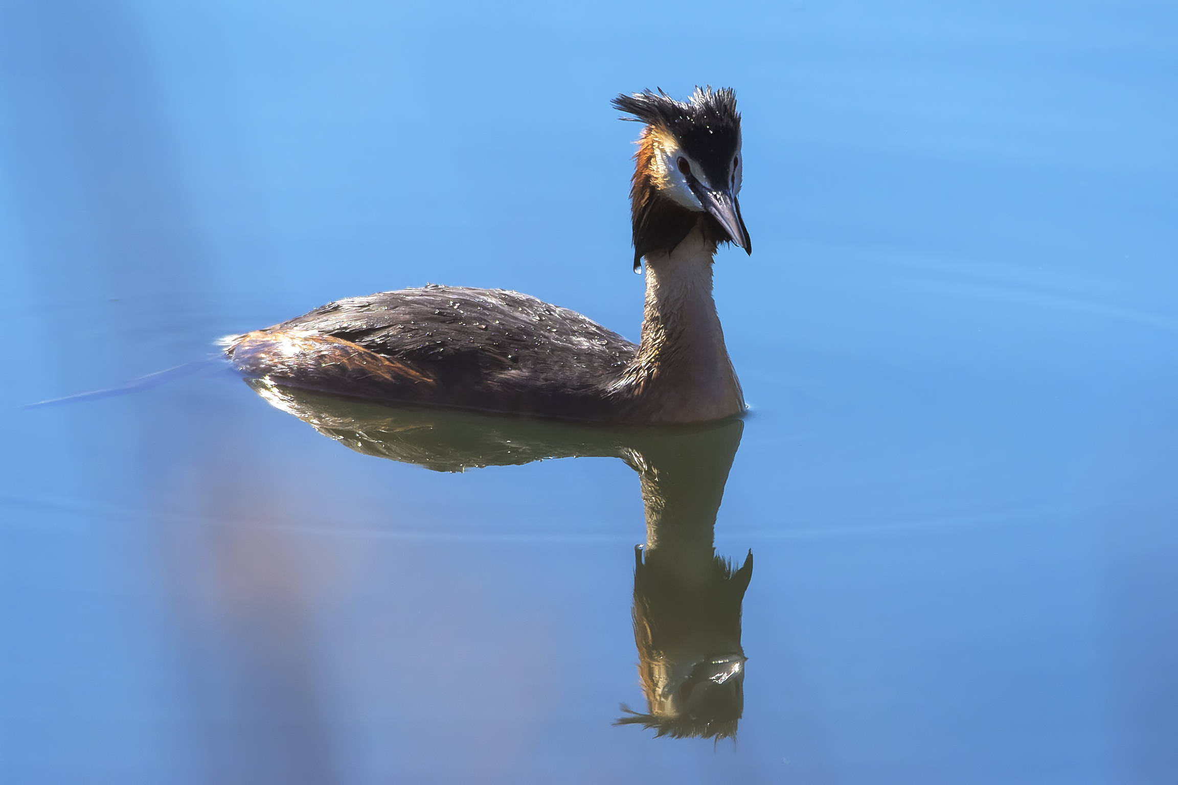 Great crested grebe...