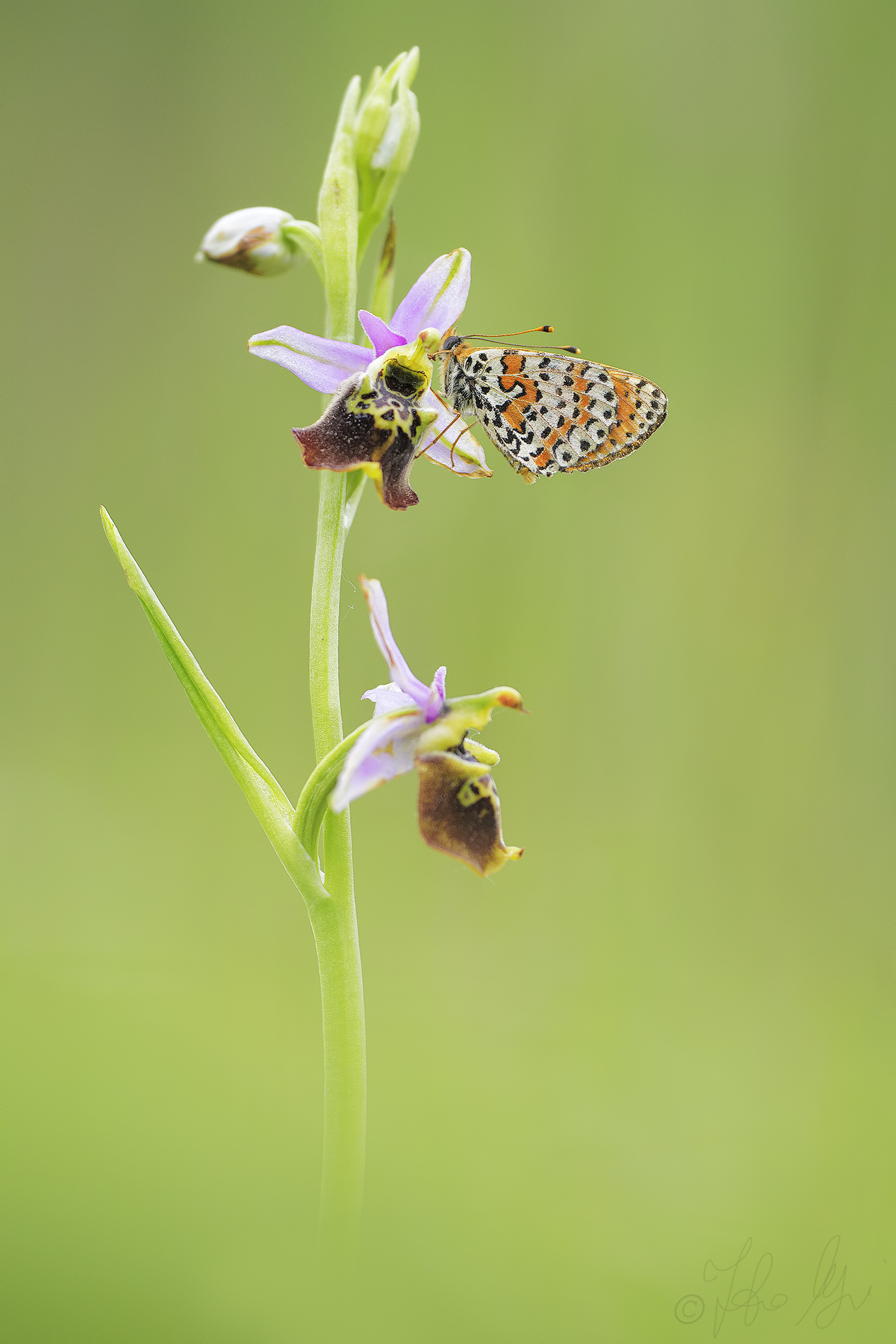 ophrys holosericea...