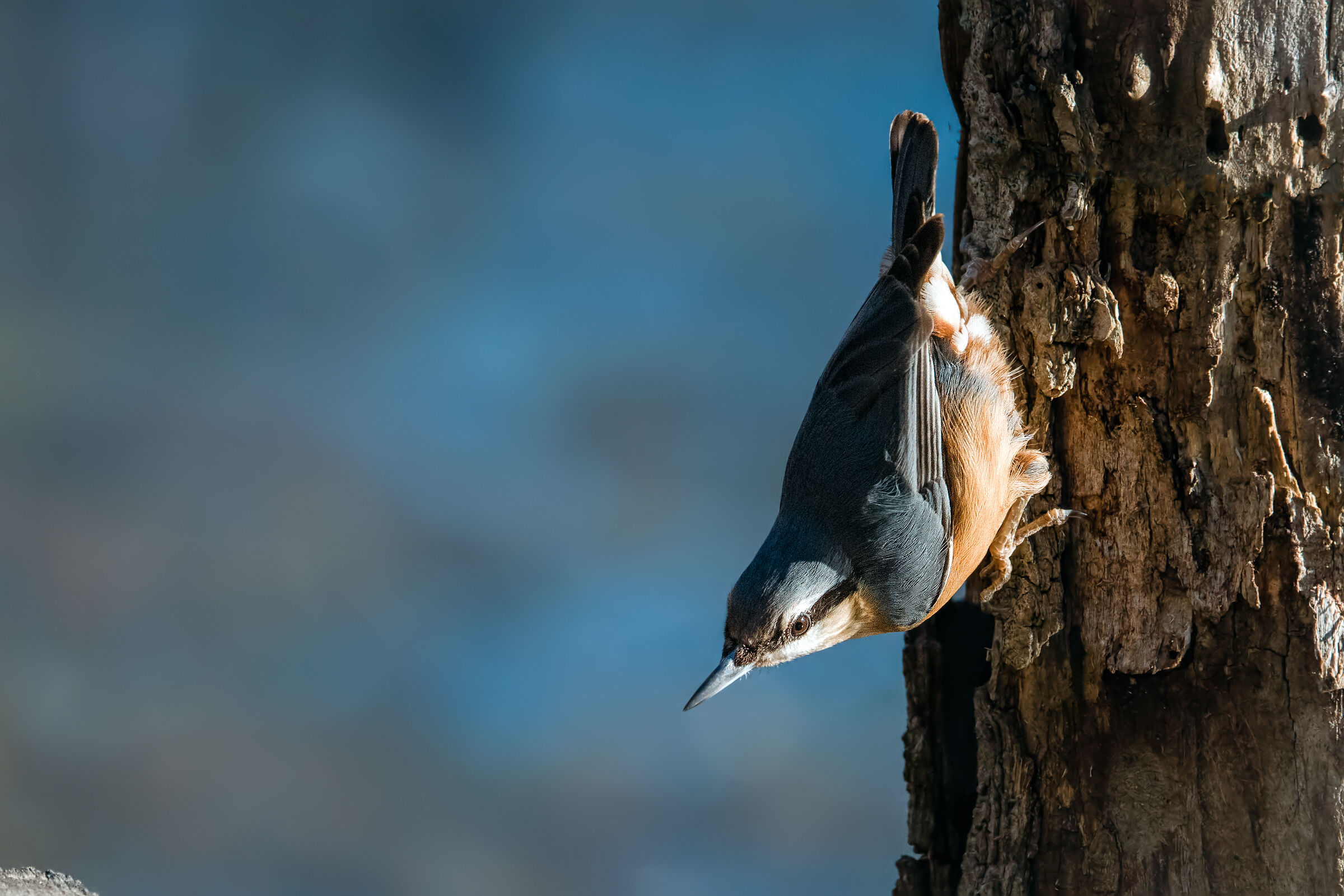 Woodpecker mason (sitta europaea)...