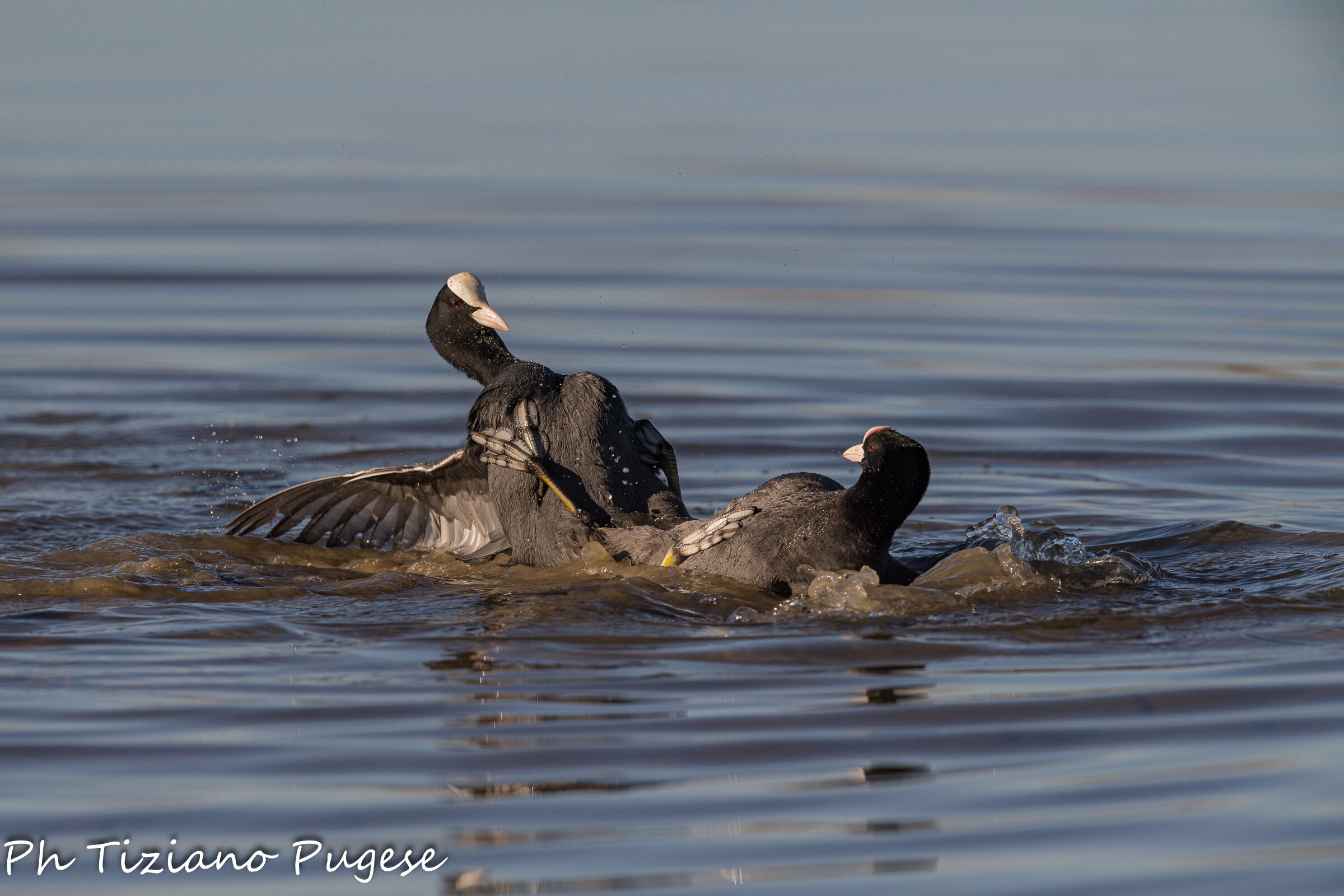 Signs of Spring-Coots (Fulica atra)...