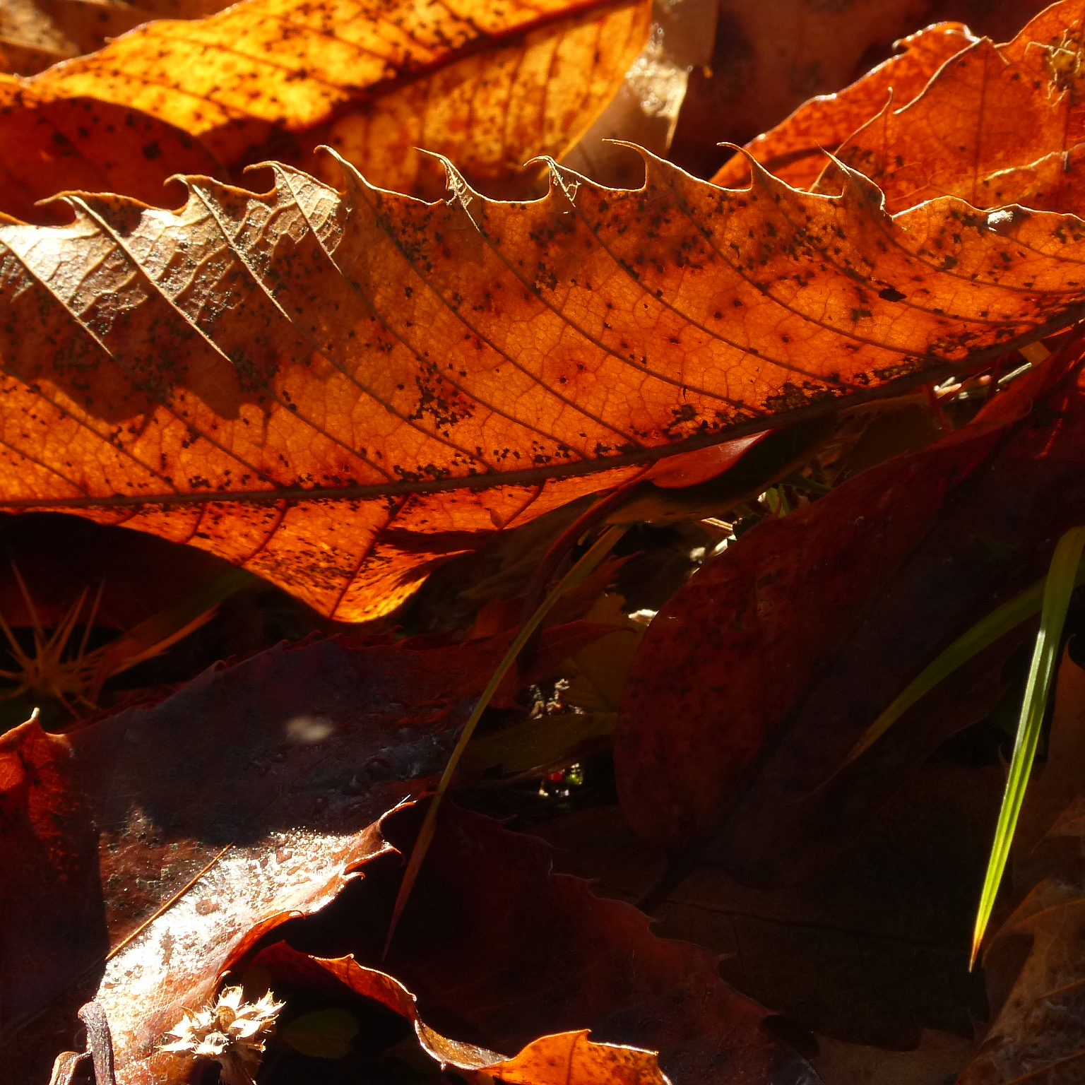 Chestnut leaves...
