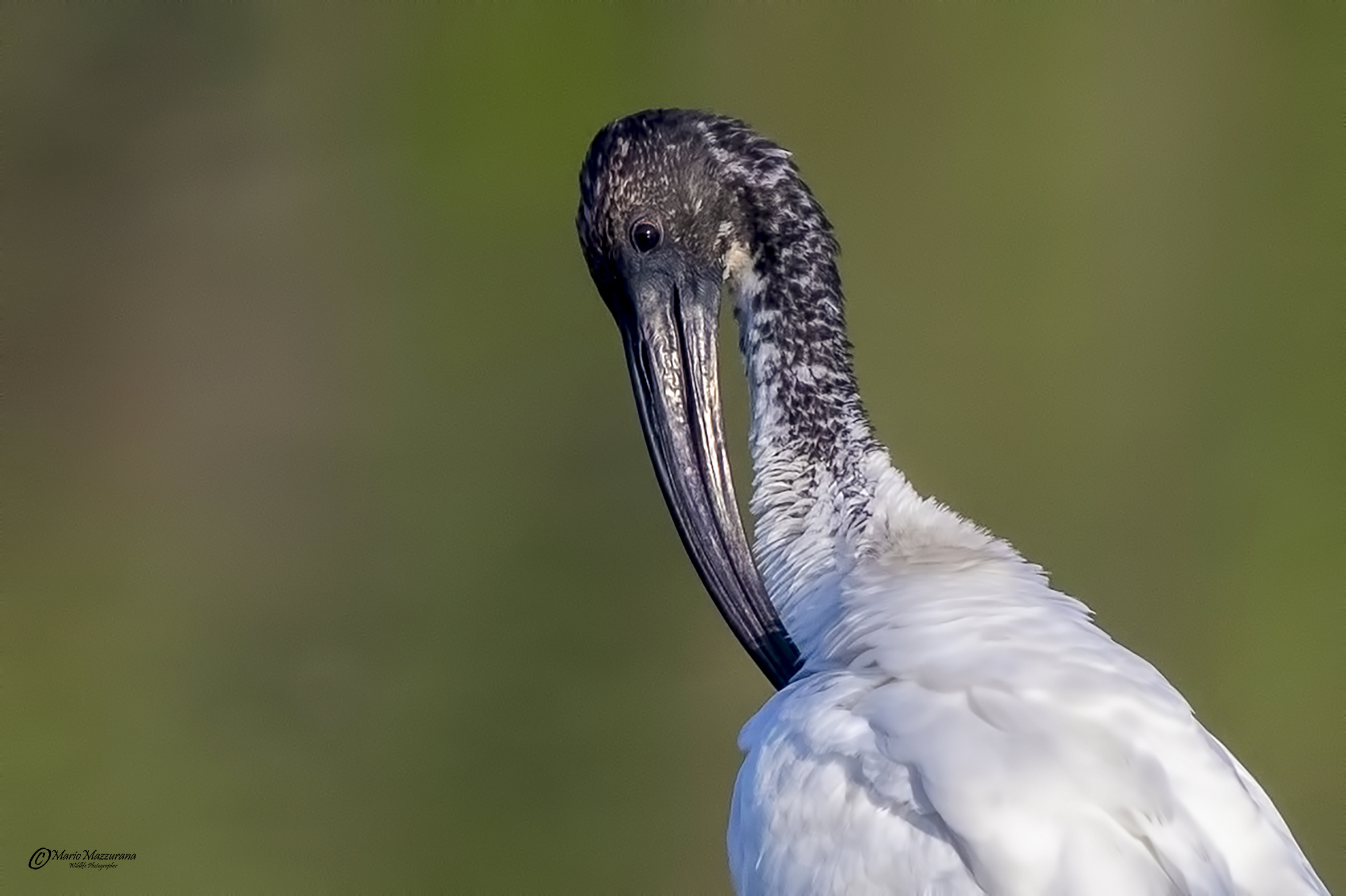 Sacred ibis "Passport photo"...