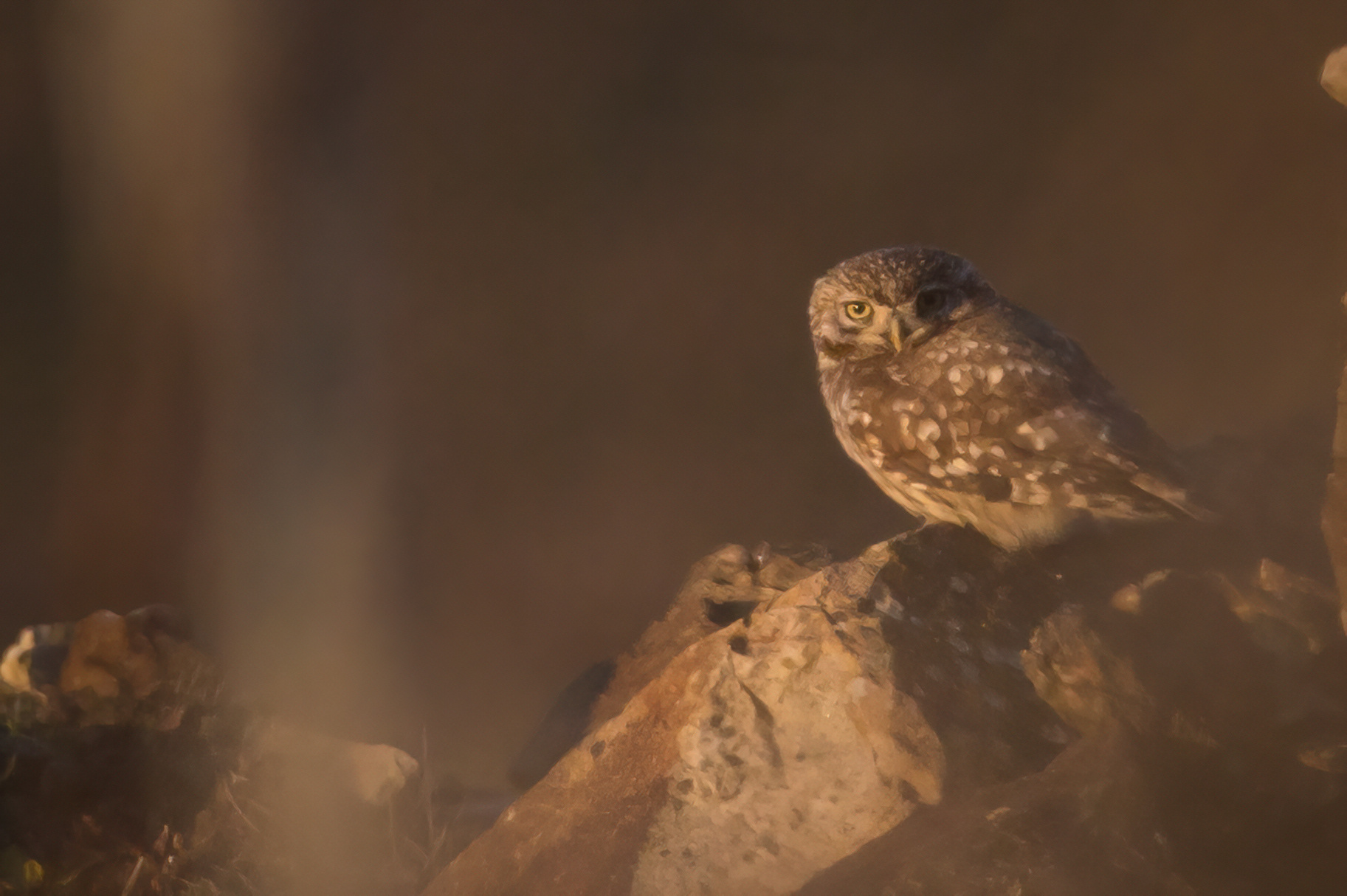 Owl at sunset...