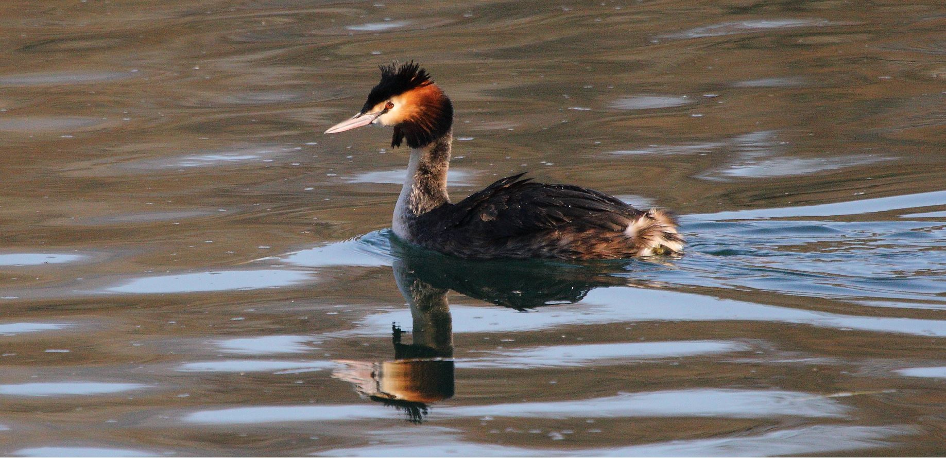 grebe 23-02-2022...