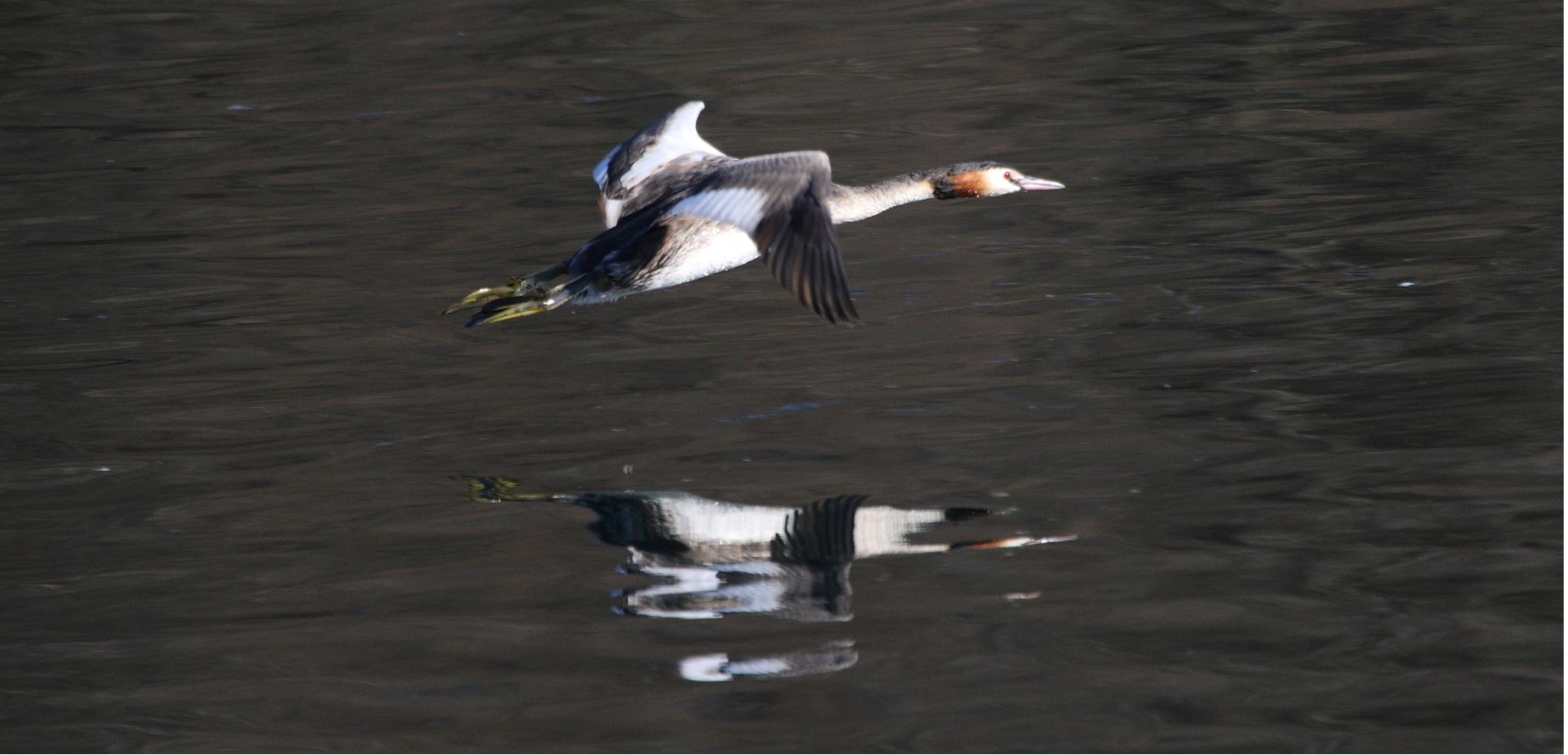 grebe 23-02-2022 ...