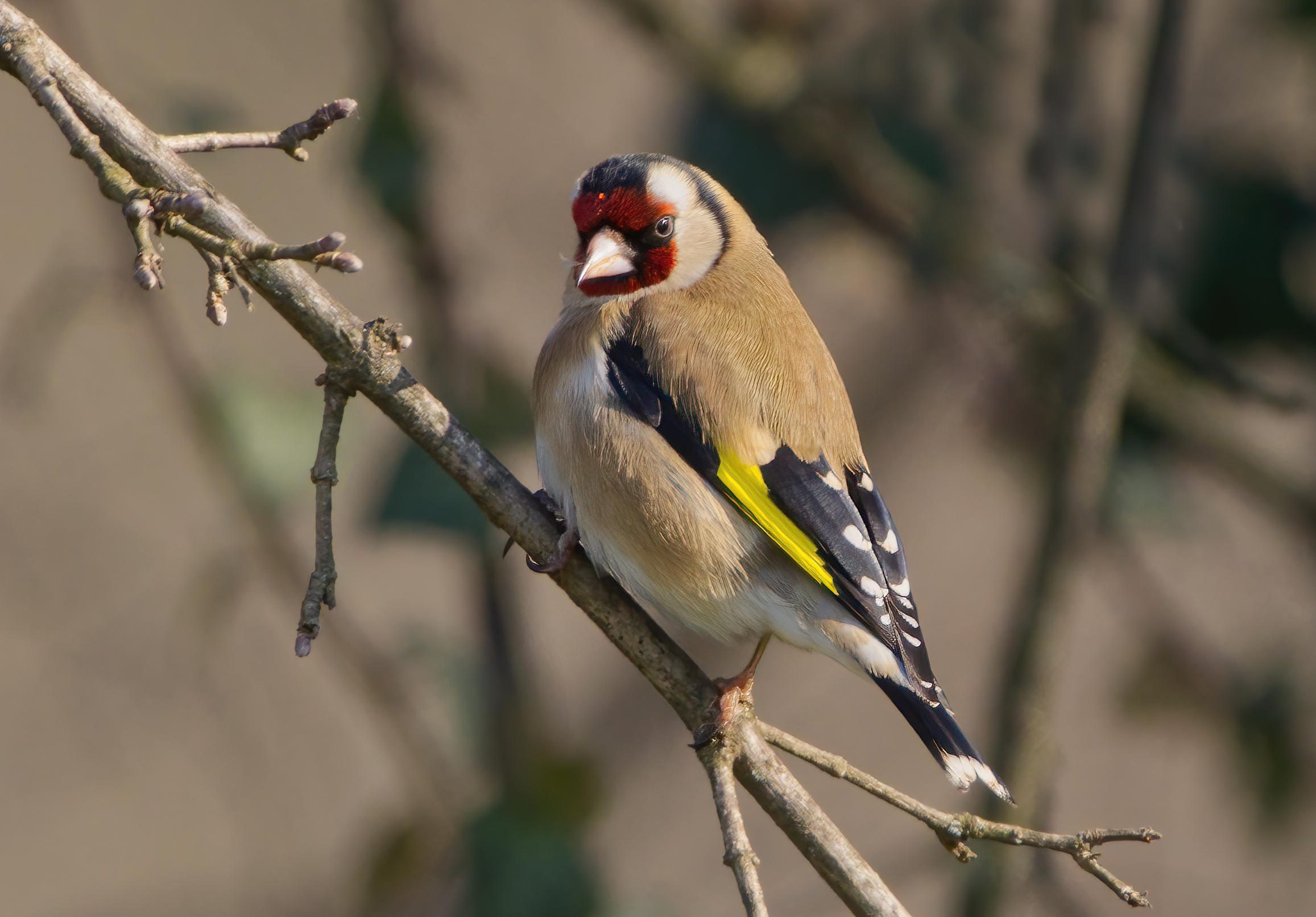 The goldfinch...
