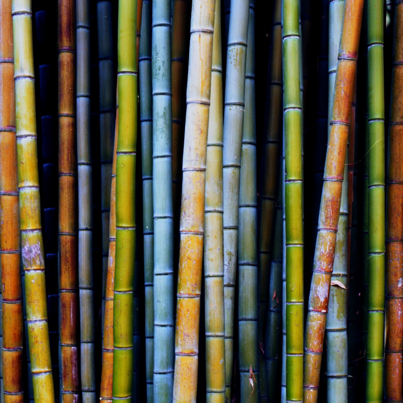 Bamboo...