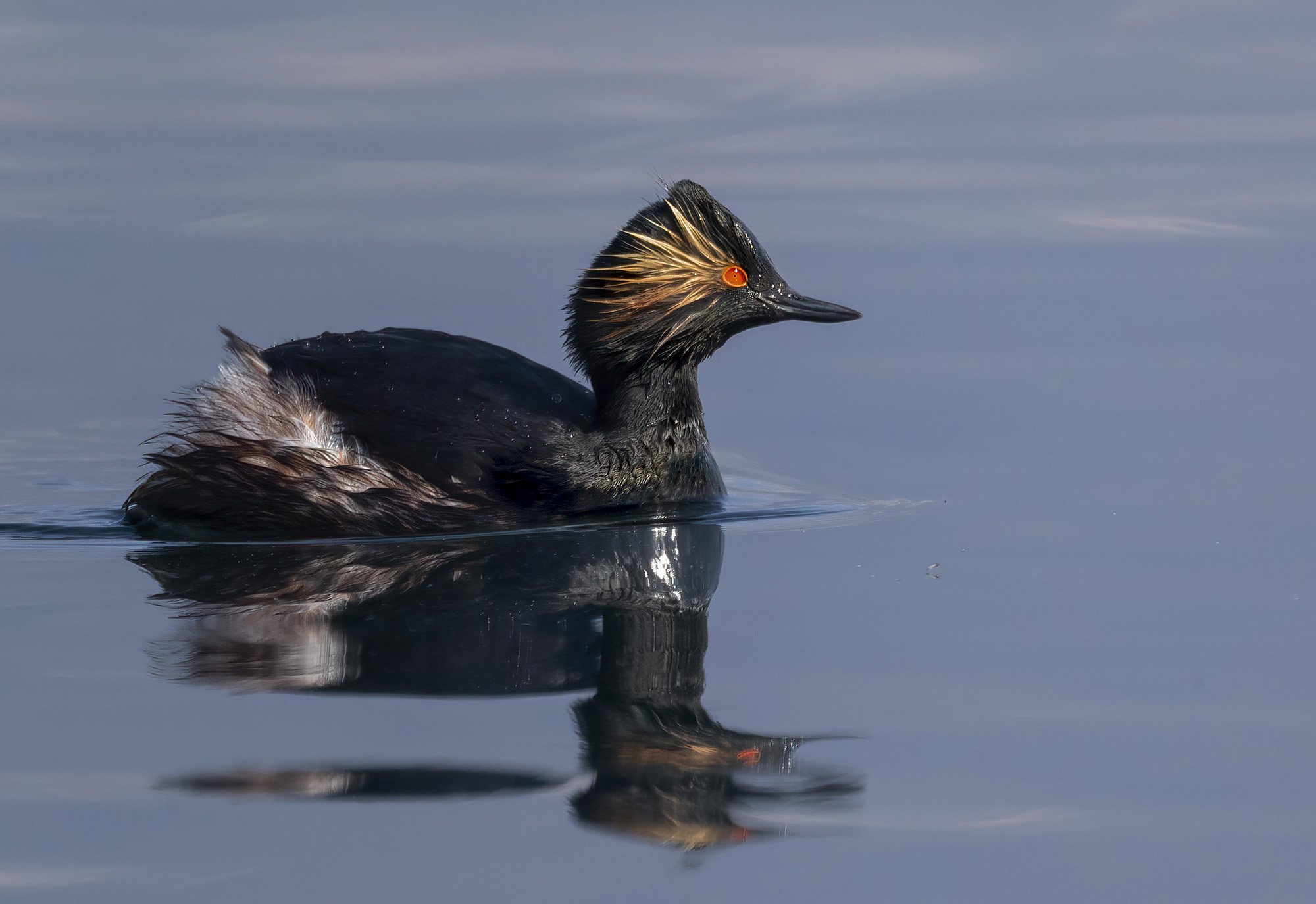 pitch black, small grebe in livery...