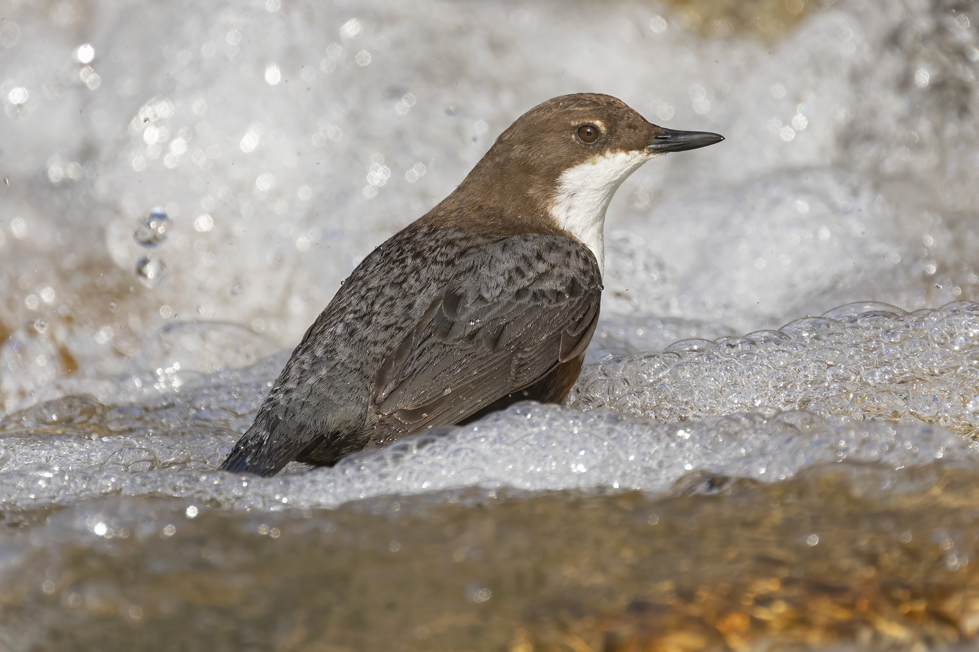 under the waterfall, blackbird ascquaiolo...