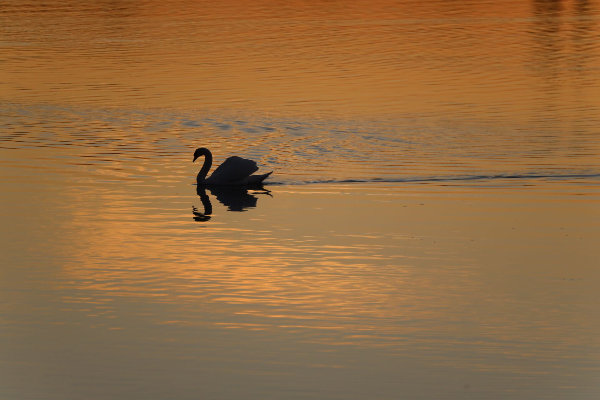 sulle scie del cigno - in the wake of the swan...