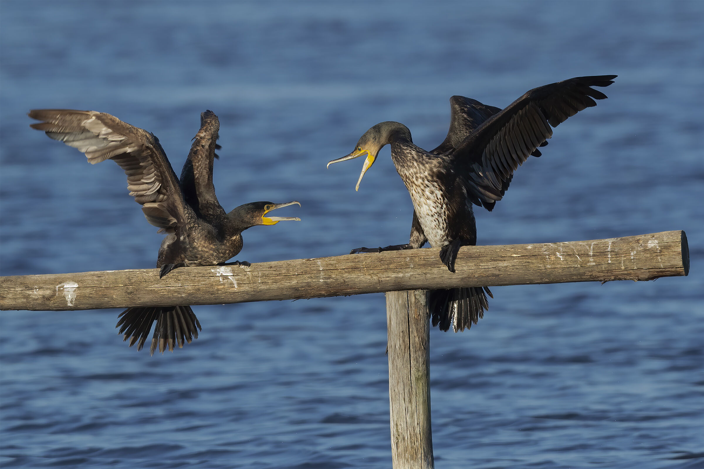 Quarrel of the cormorants ......