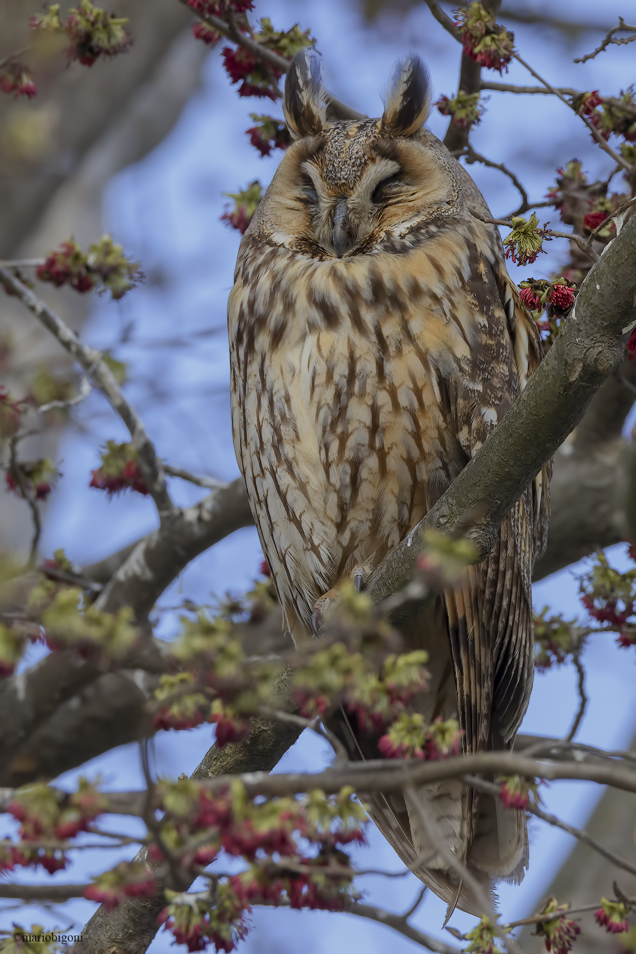 long-eared owl...