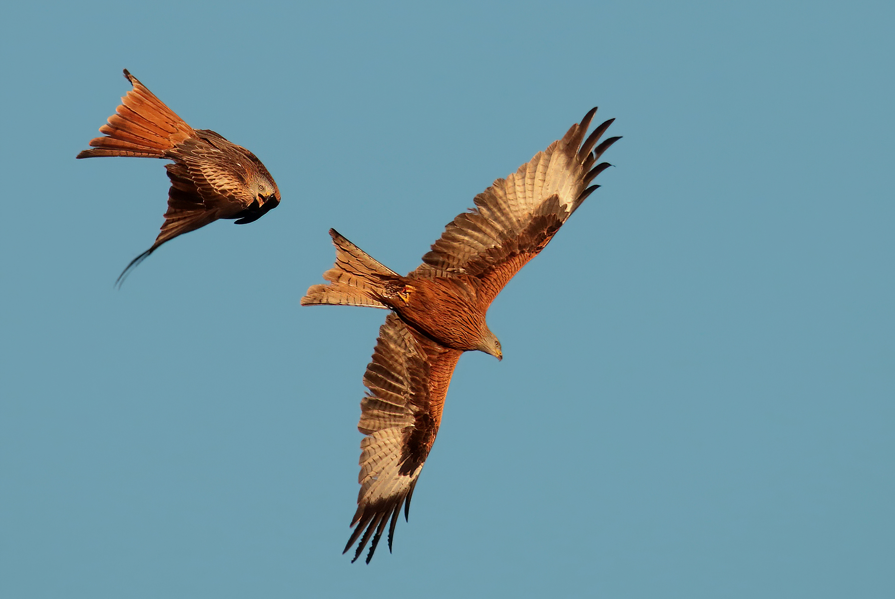 Chase between red kites...