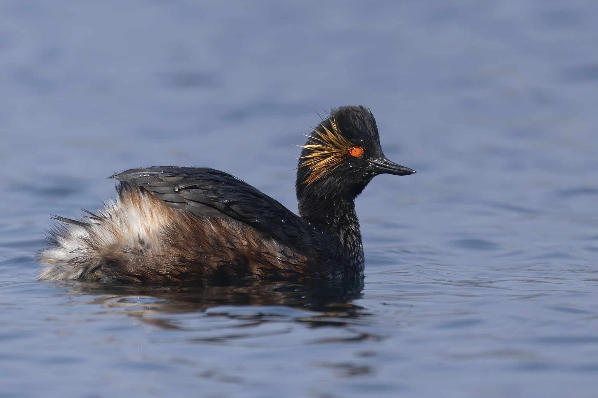 beauty champion, small grebe in livery...