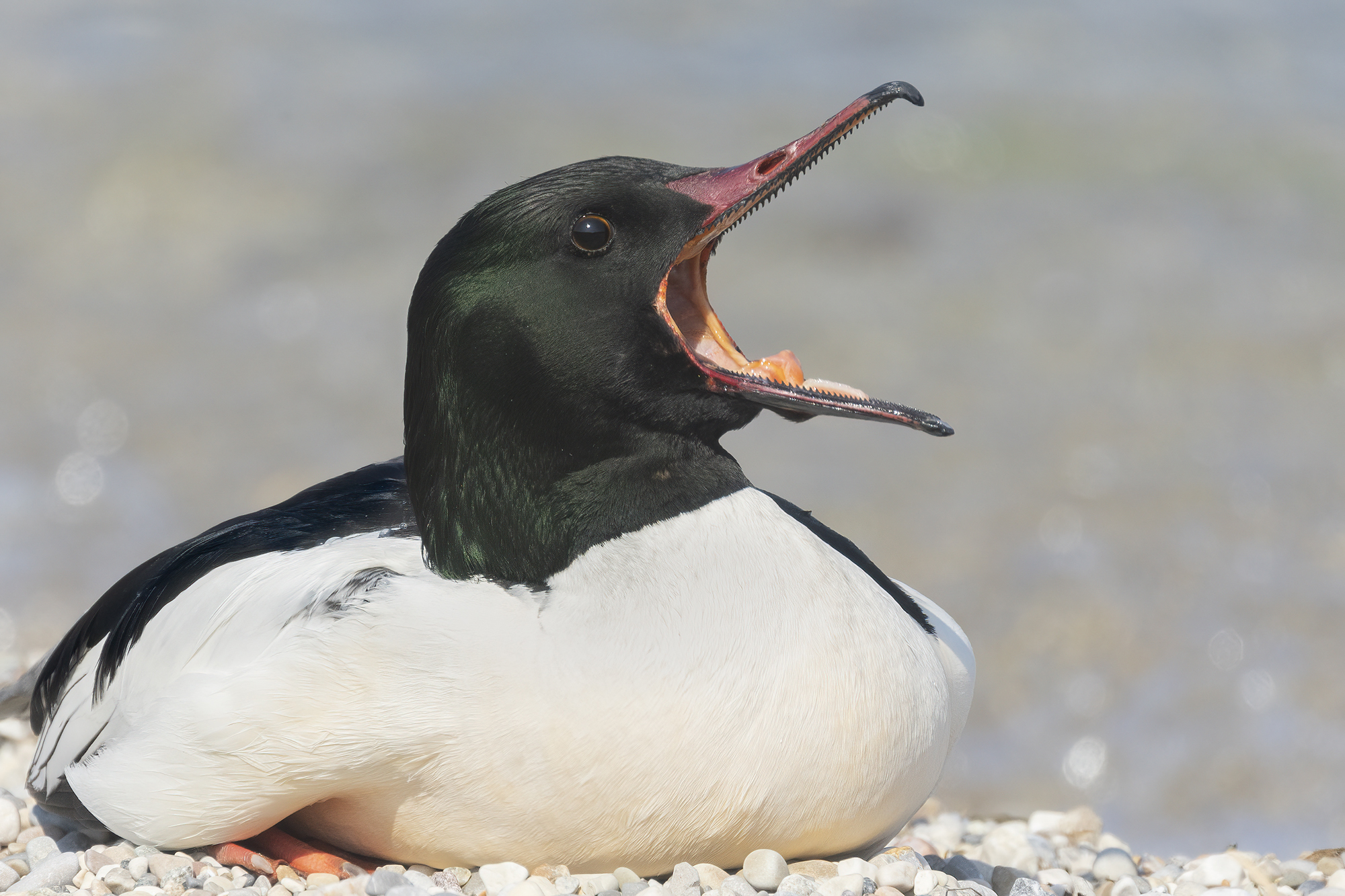 the yawn of the male greater merganser...
