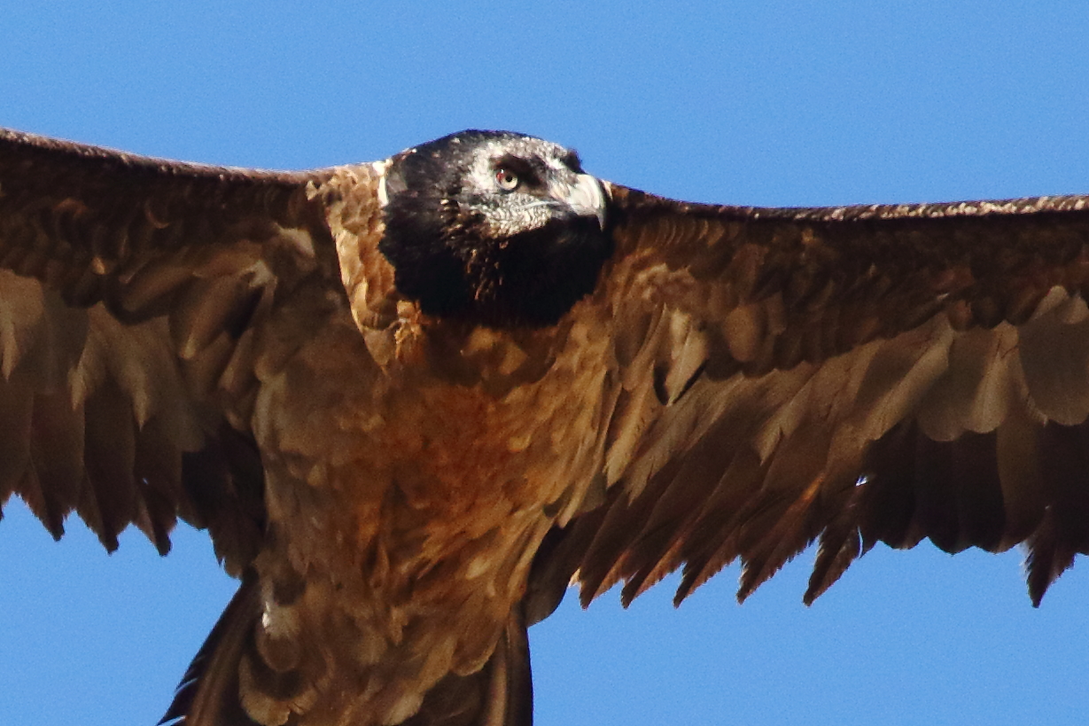bearded vulture 4th year...