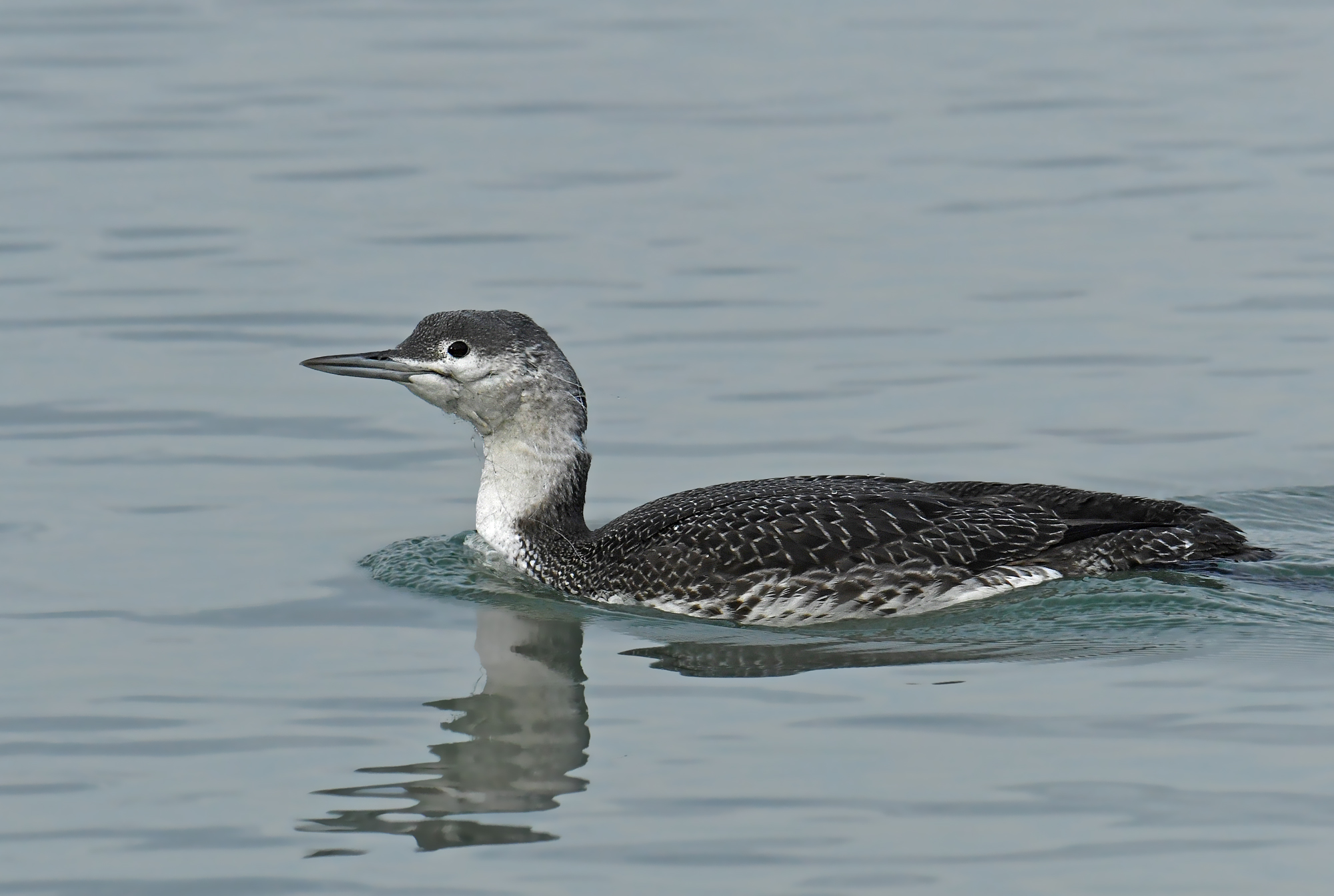 Red-throated diver...