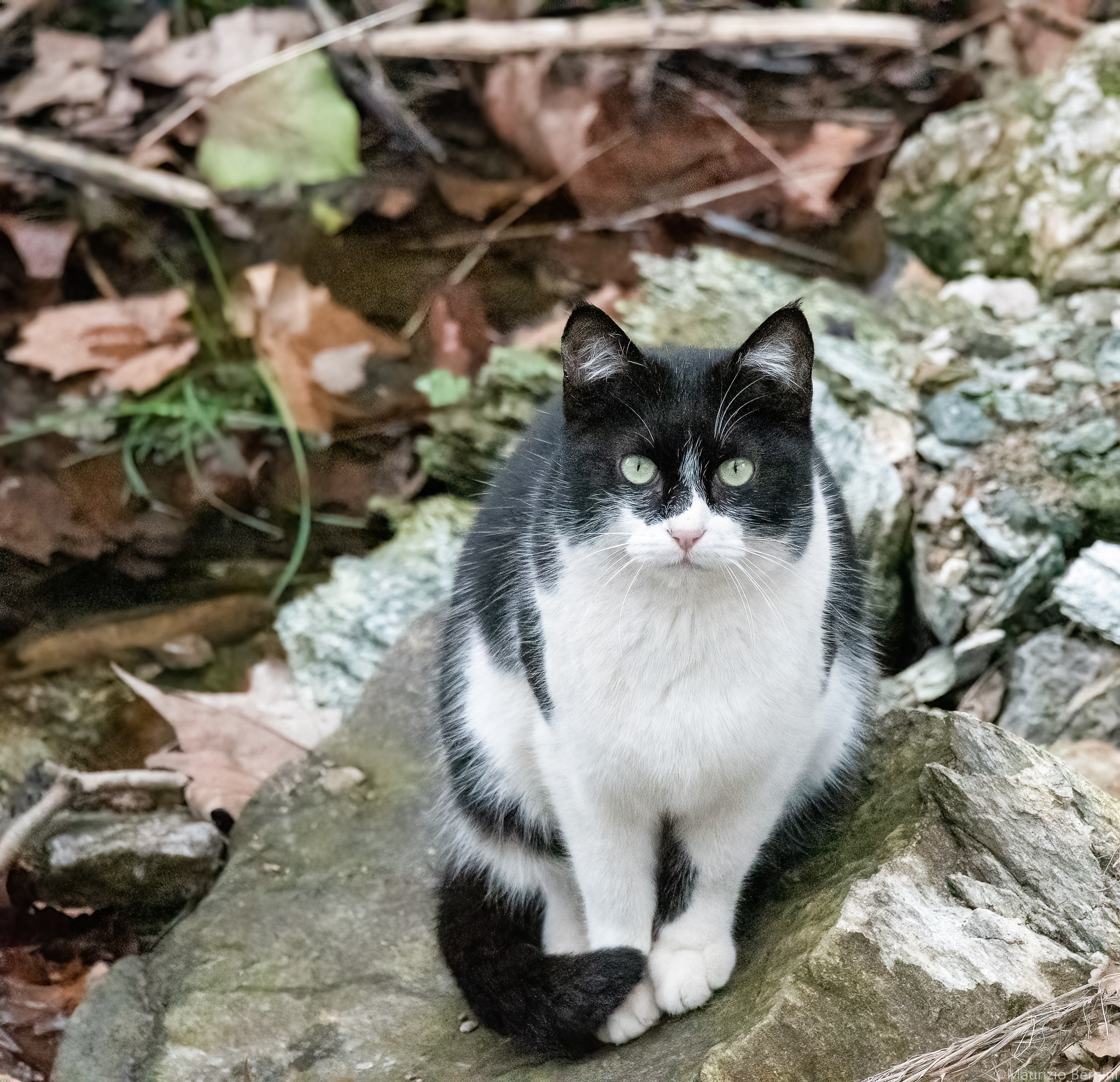 Cat...