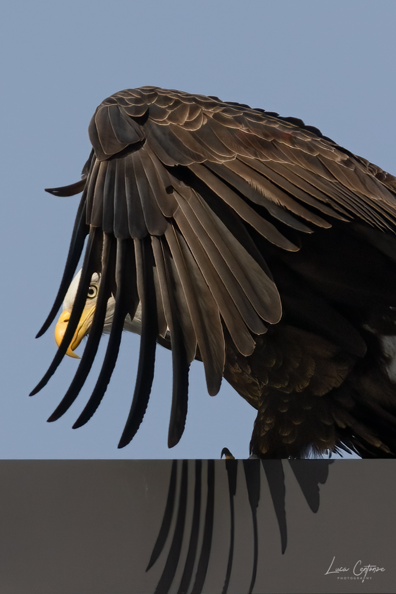 Bald Eagle (Haliaeethus leucocephalus) ...