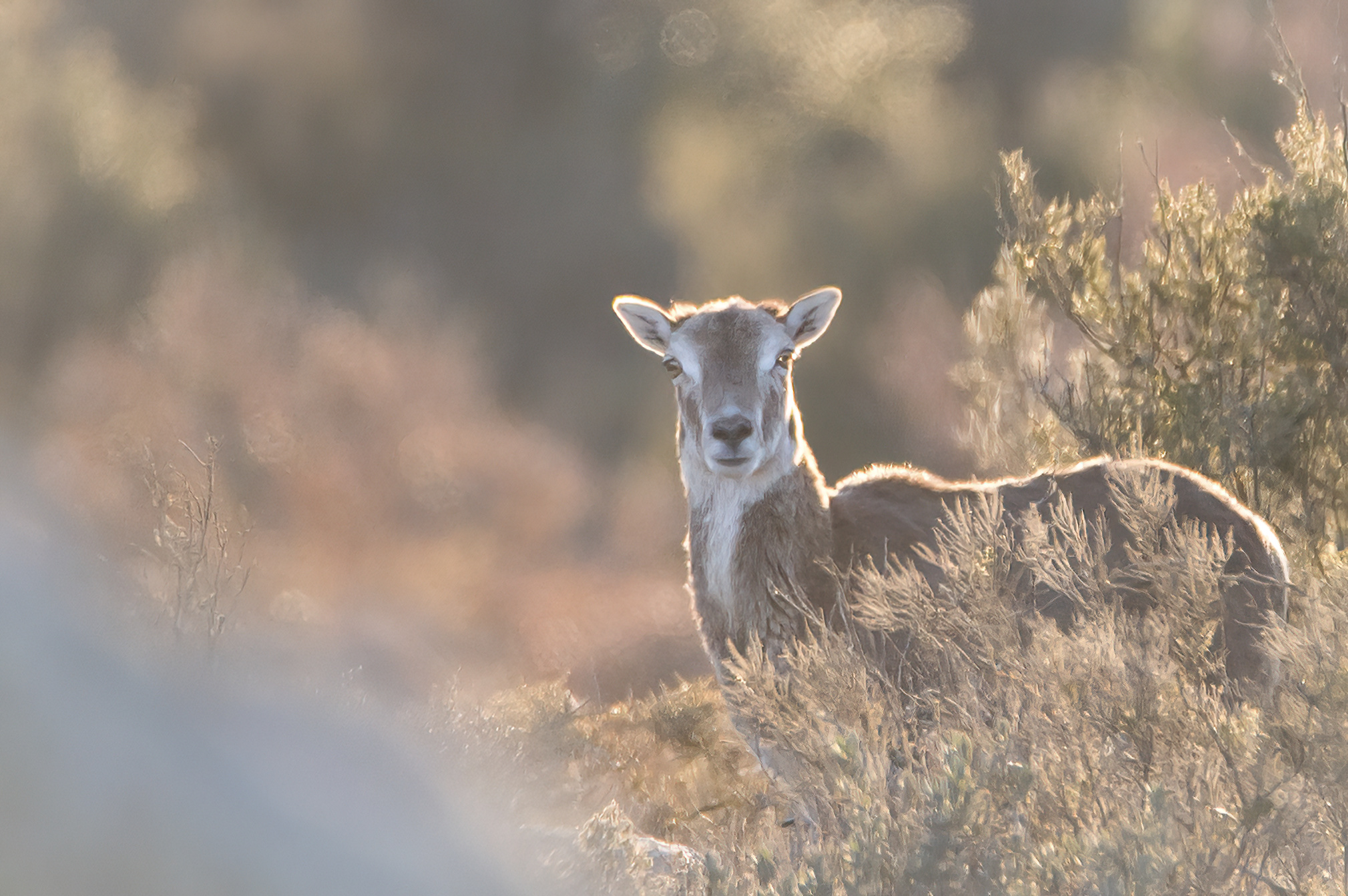 Sardinian mouflon...