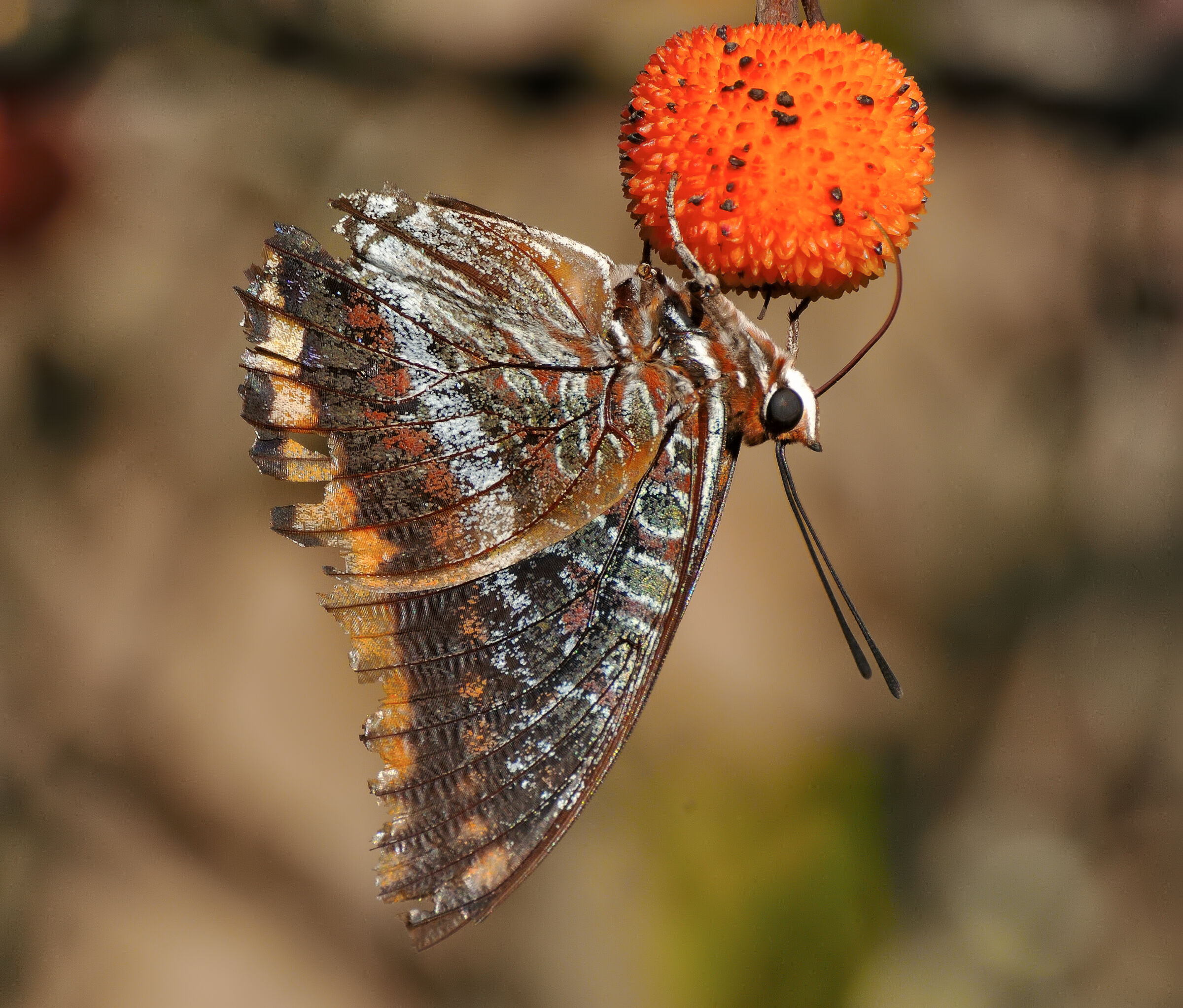 La farfalla, o ninfa, del corbezzolo (Charaxes jasius)...