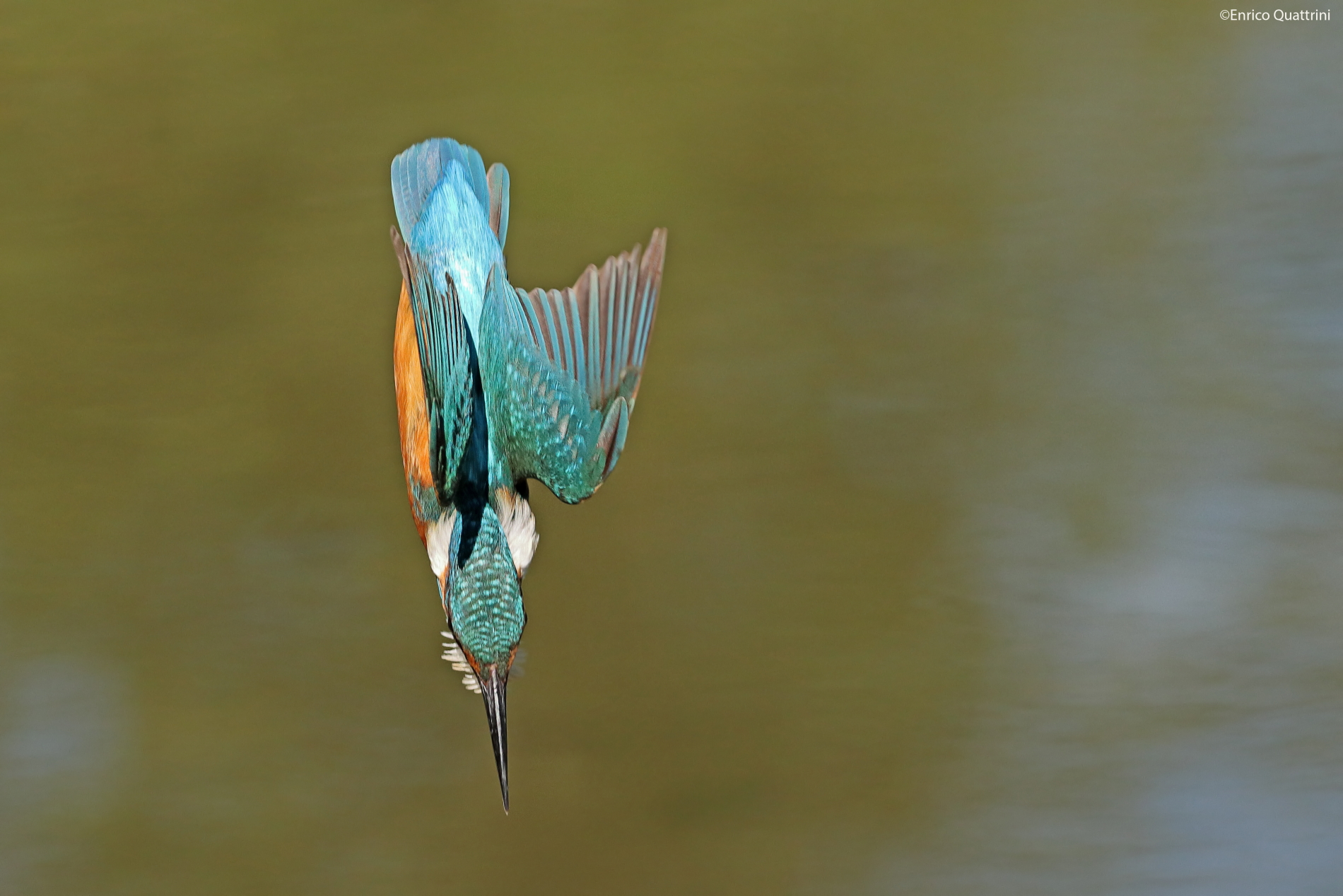 Kingfisher...