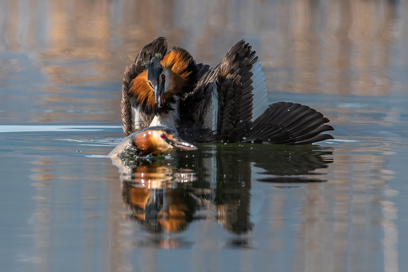 The dance of the grebes...