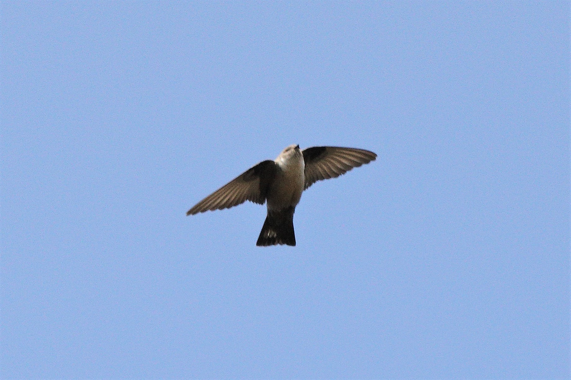 mountain swallow 07-03-2022...