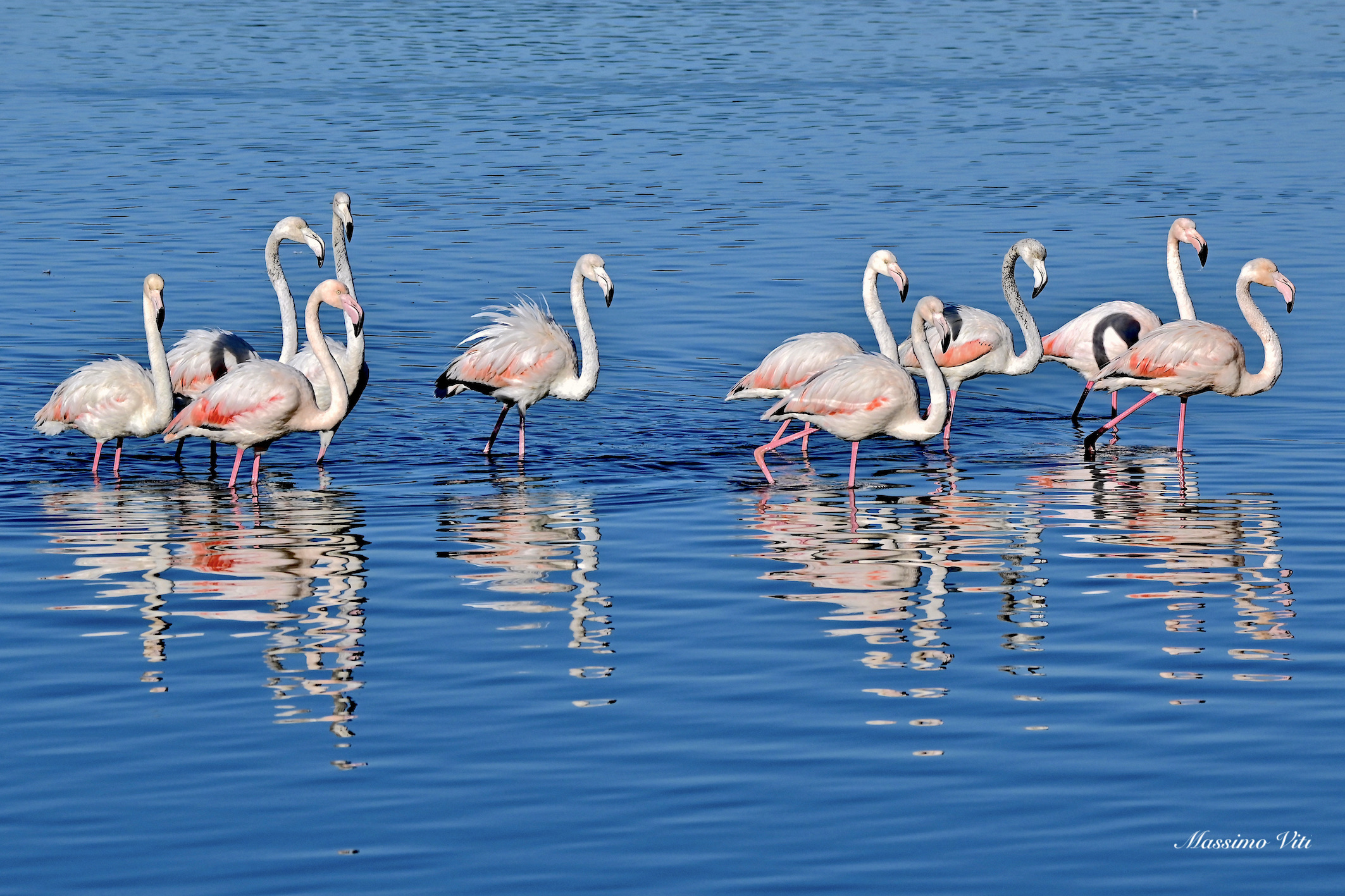 Group of Pink Flamingos in the mirror ...