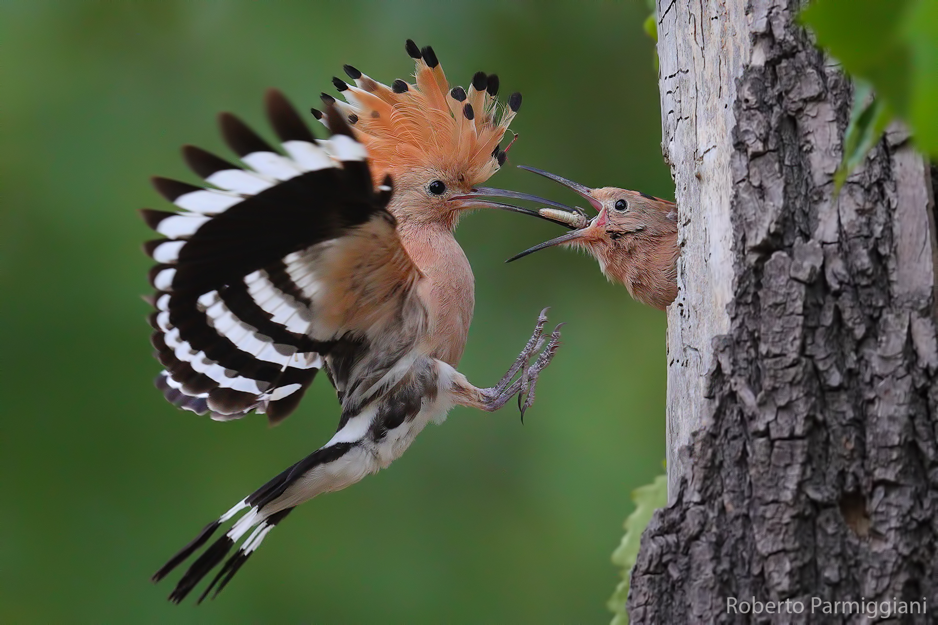 Hoopoe with grasshopper...