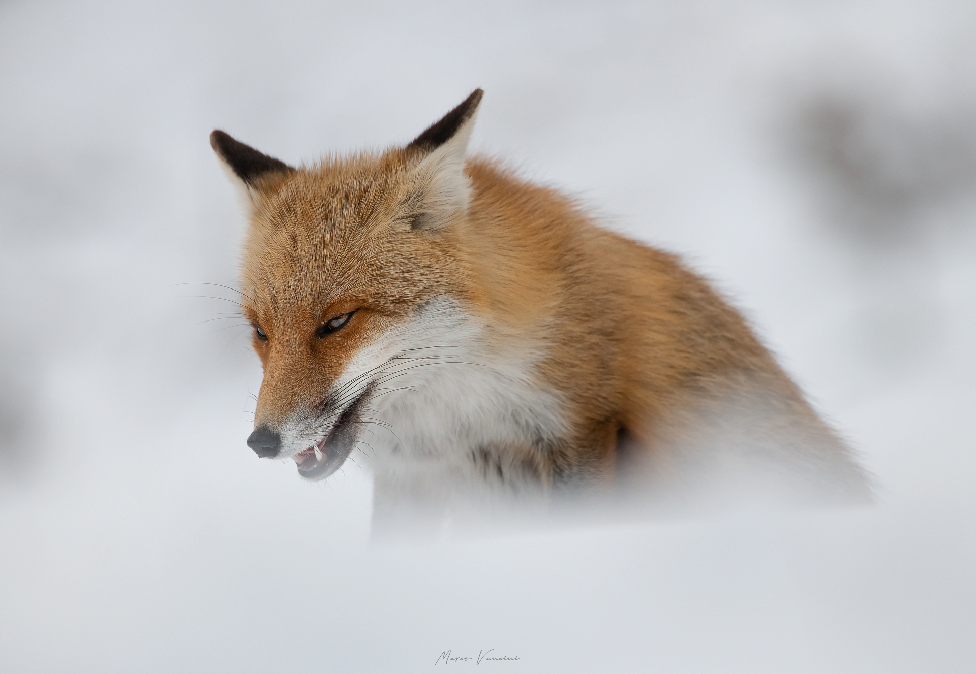 winter fox...