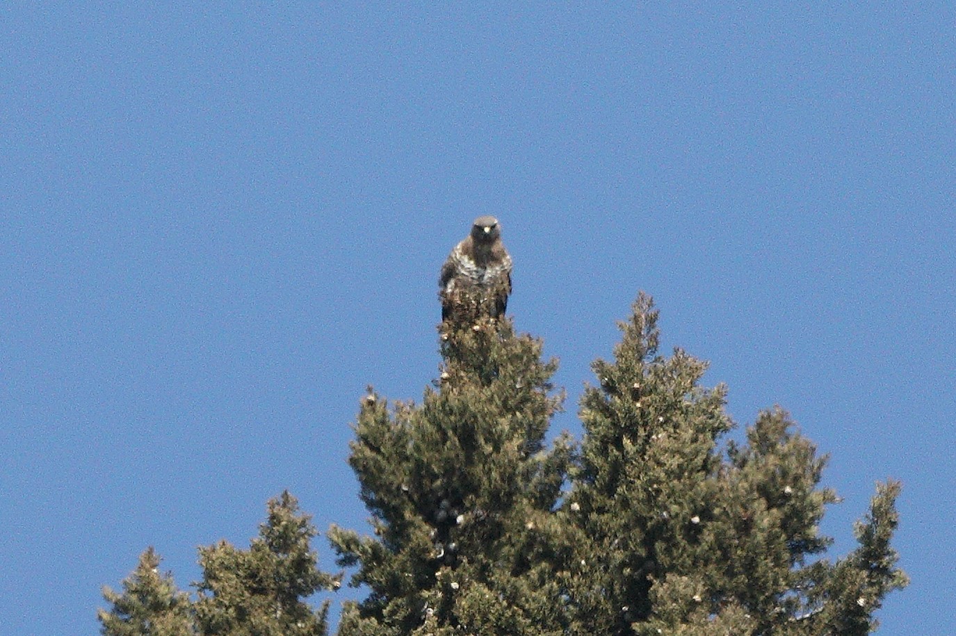 buzzard 09-03-2022...