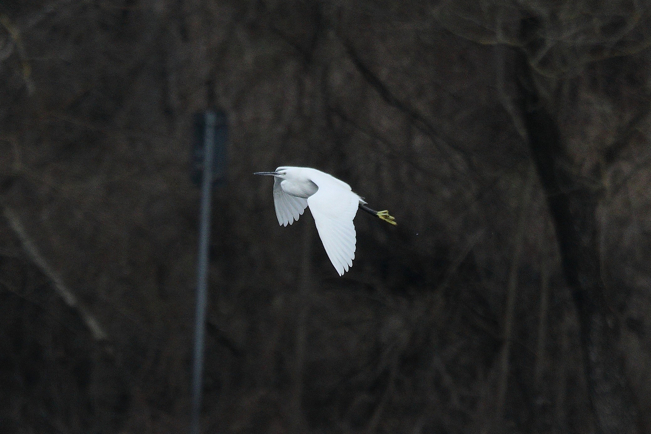 egret 05-03-2022...